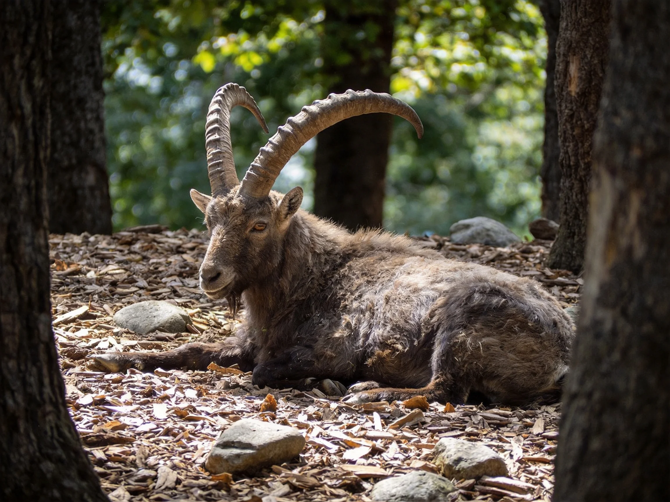 A large horned goat rests among brown wood chips and trees