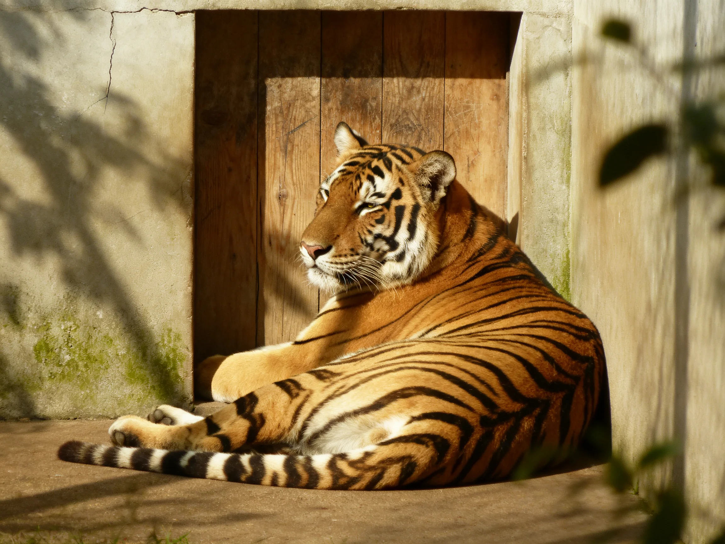 A large orange tiger relaxes near a wooden door in a shaded area.