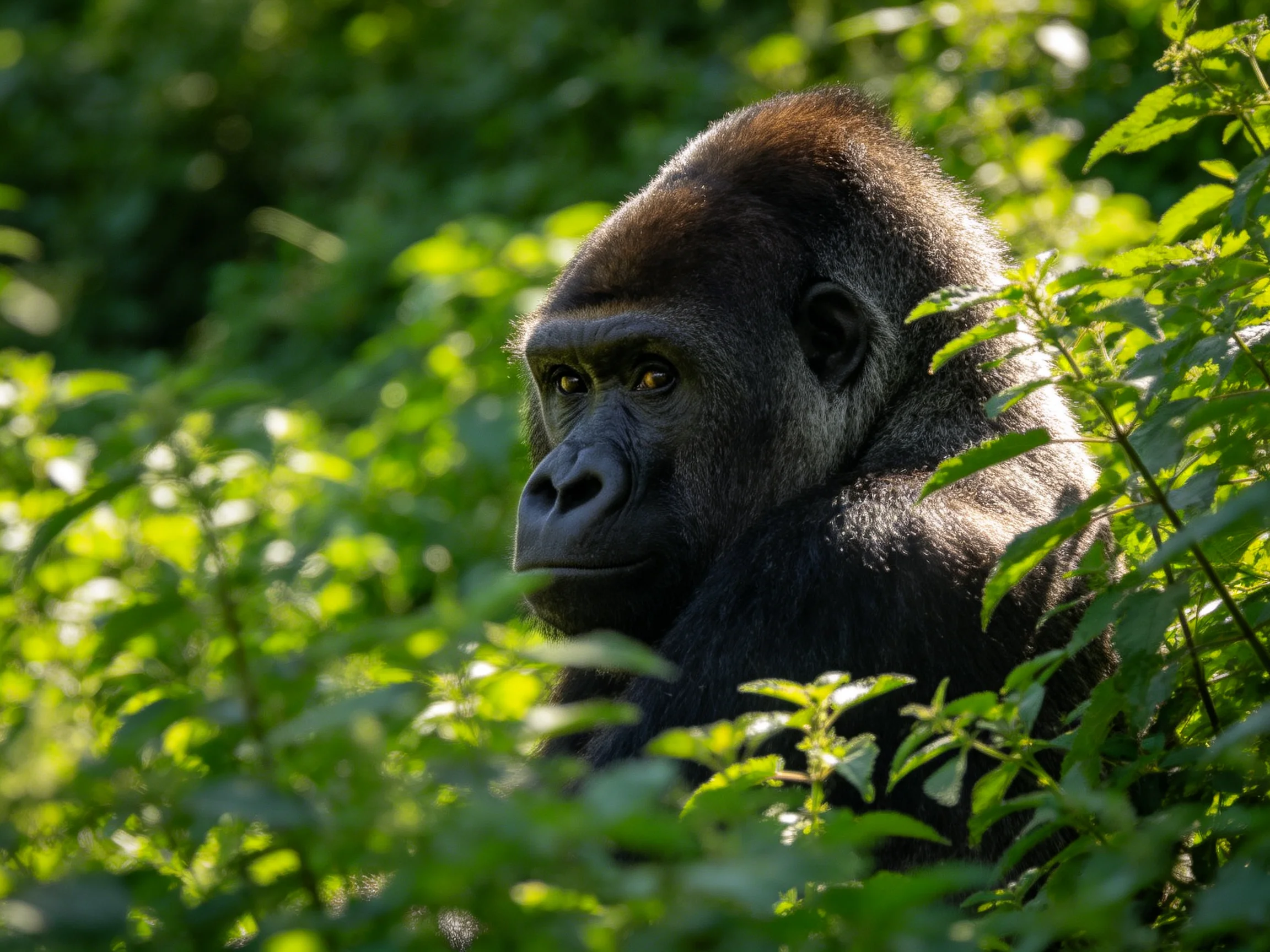 A silverback gorilla sits among lush green foliage in a sunlit forest.