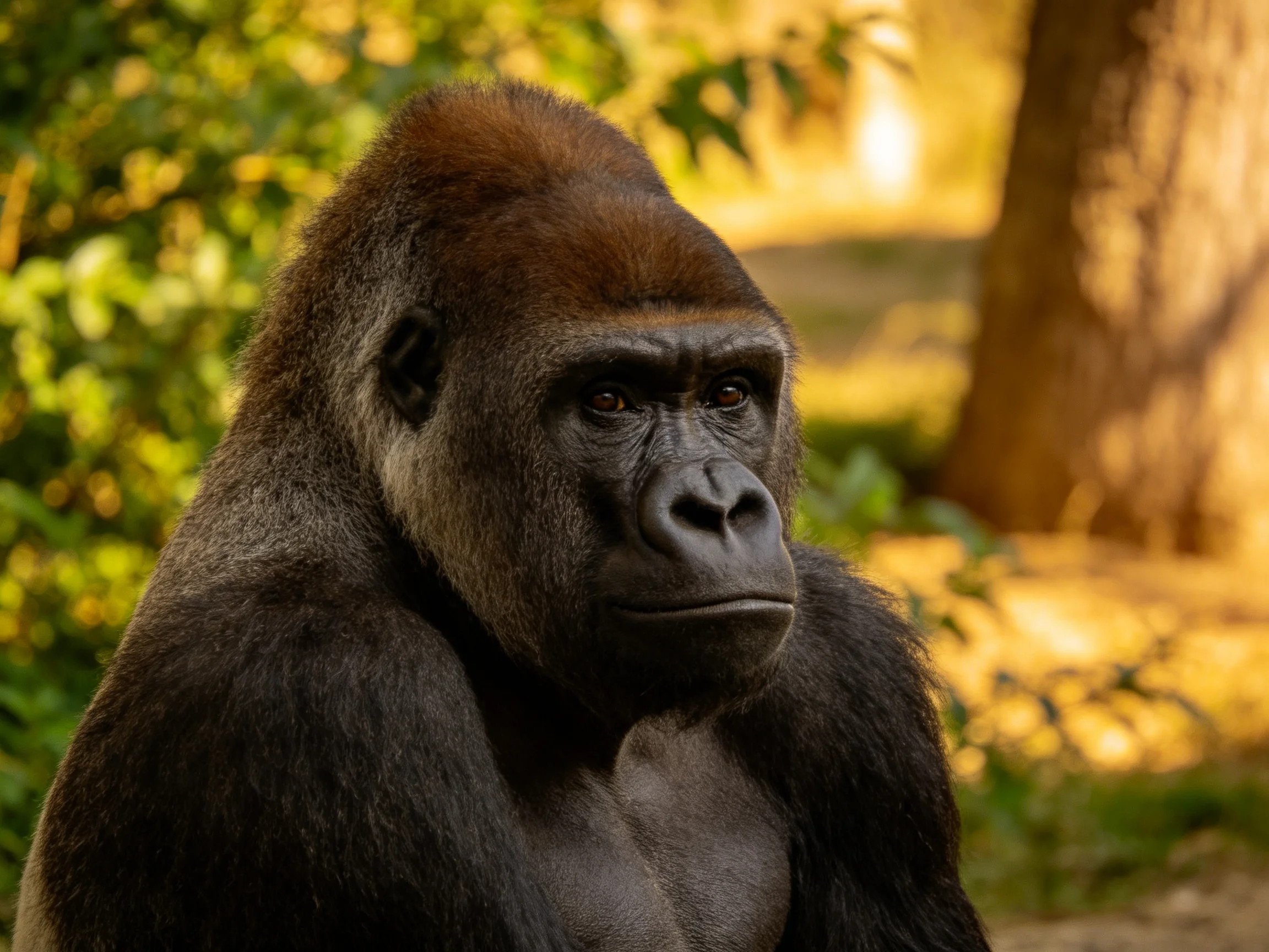 A large silverback gorilla with dark fur and brown crown in a sunlit forest