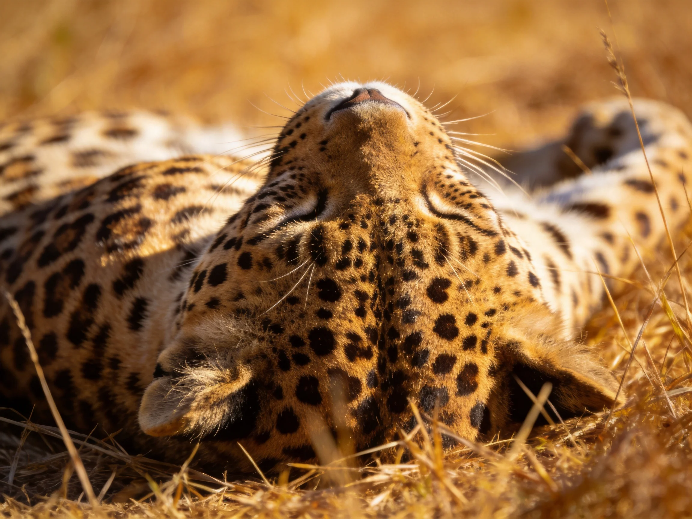 A leopard reclining in sunlit savannah grass with distinct spotted fur