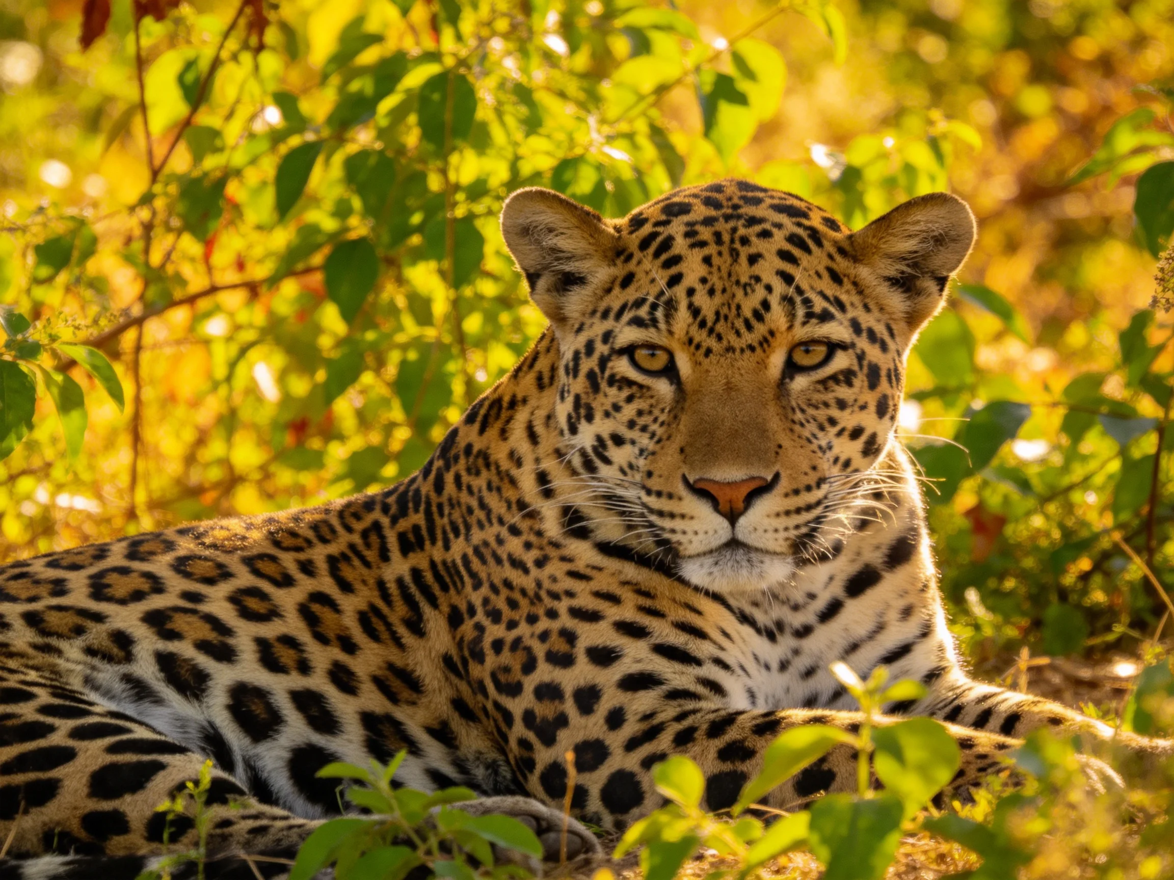 A leopard relaxes amidst dense green foliage in sunlight.