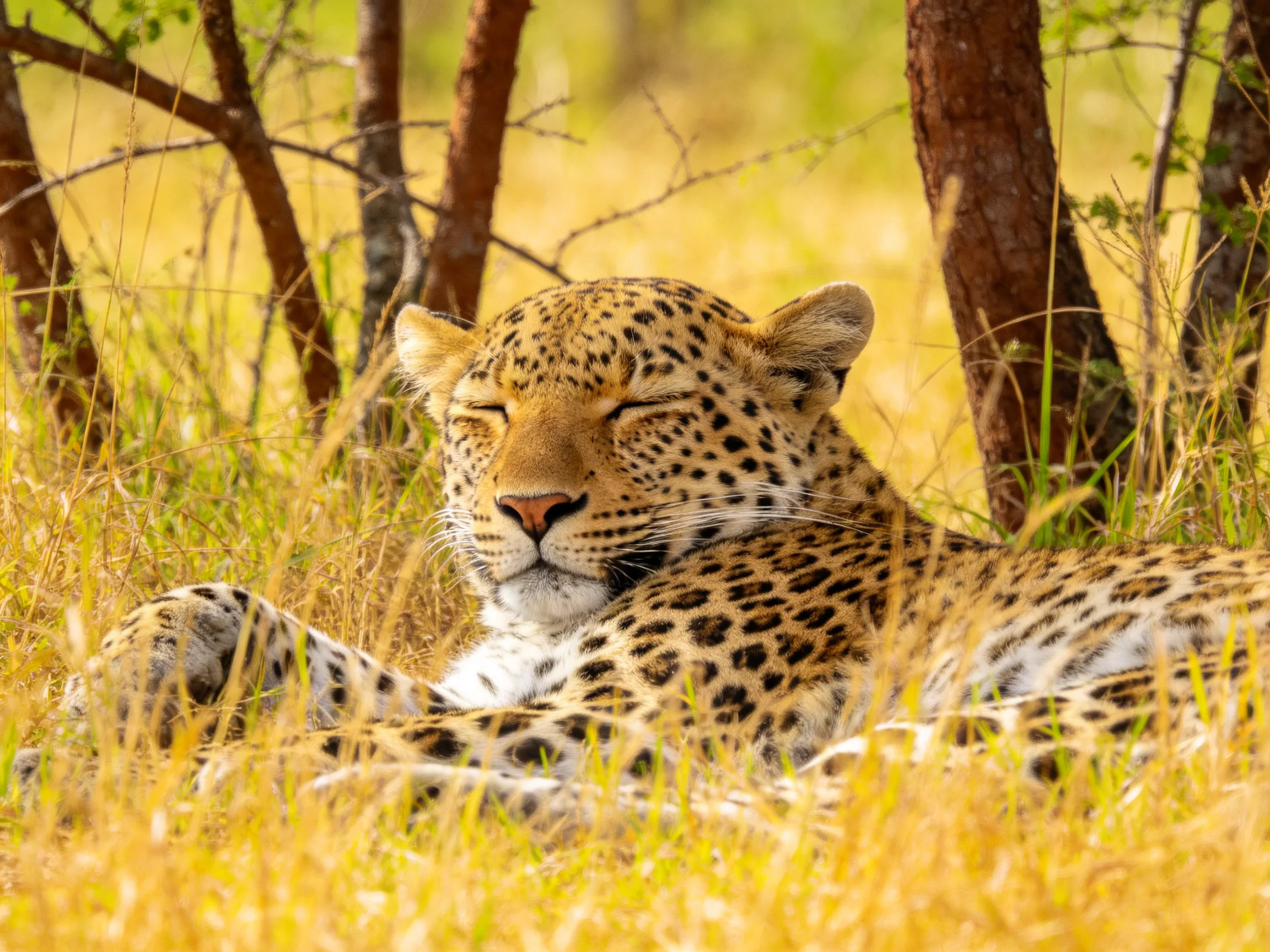 A leopard rests in tall golden grass near brown tree trunks