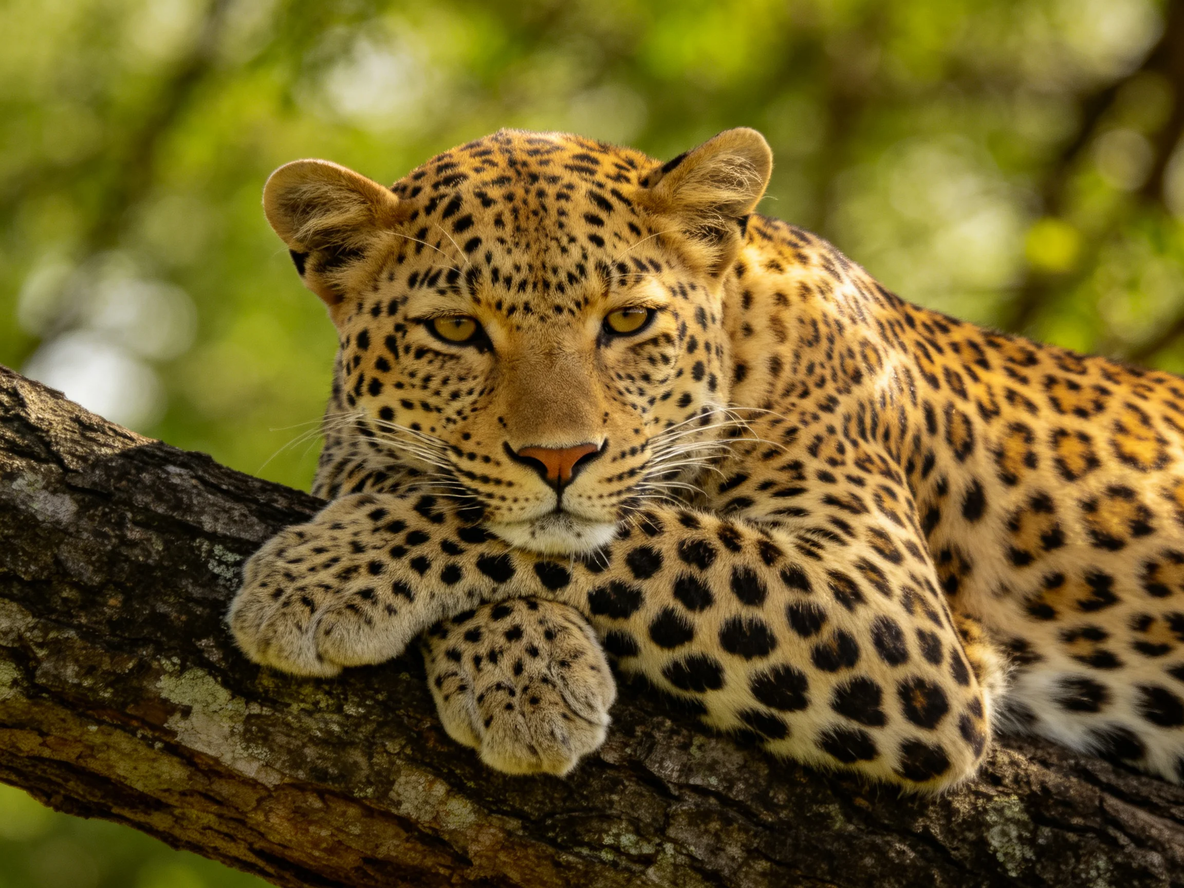 A leopard relaxes on a tree branch in a verdant natural setting.