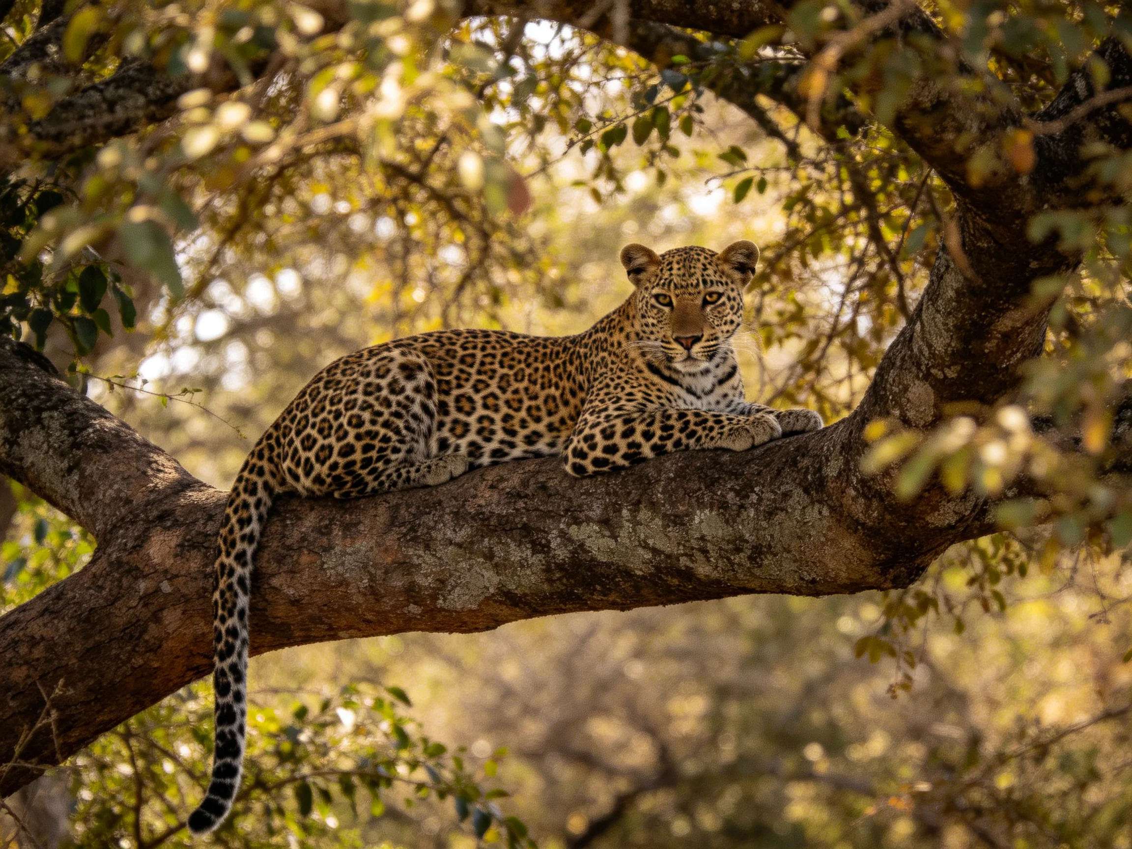 A leopard rests on a large brown tree branch amid green foliage