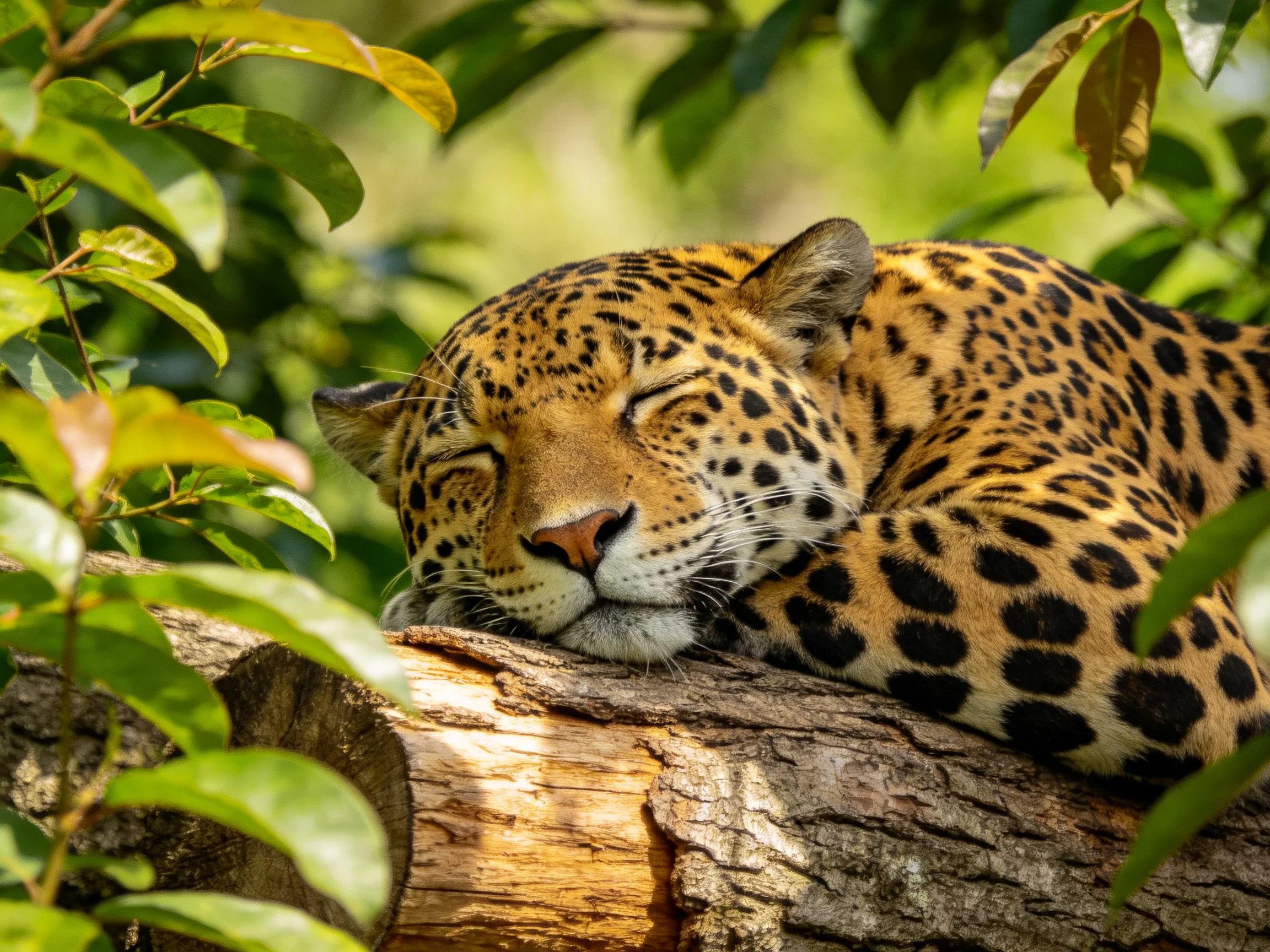 A leopard sleeps on a tree trunk surrounded by greenery.