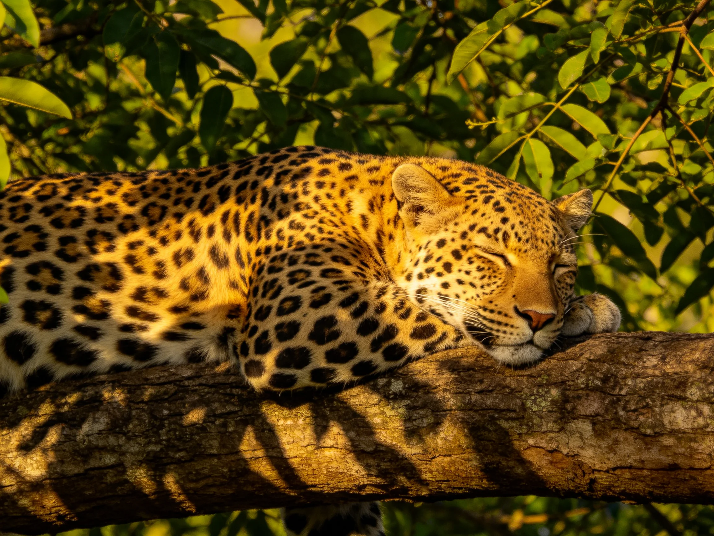 A leopard sleeps on a thick brown tree branch among vibrant green leaves