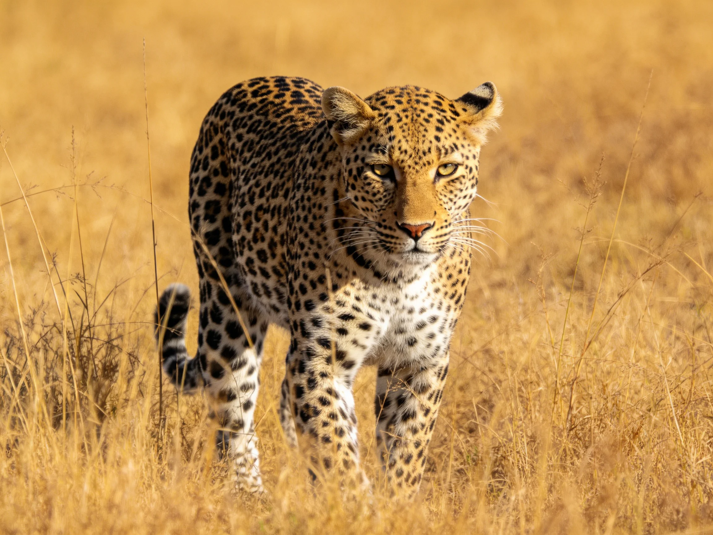 A leopard with bold spots explores golden savannah grasslands