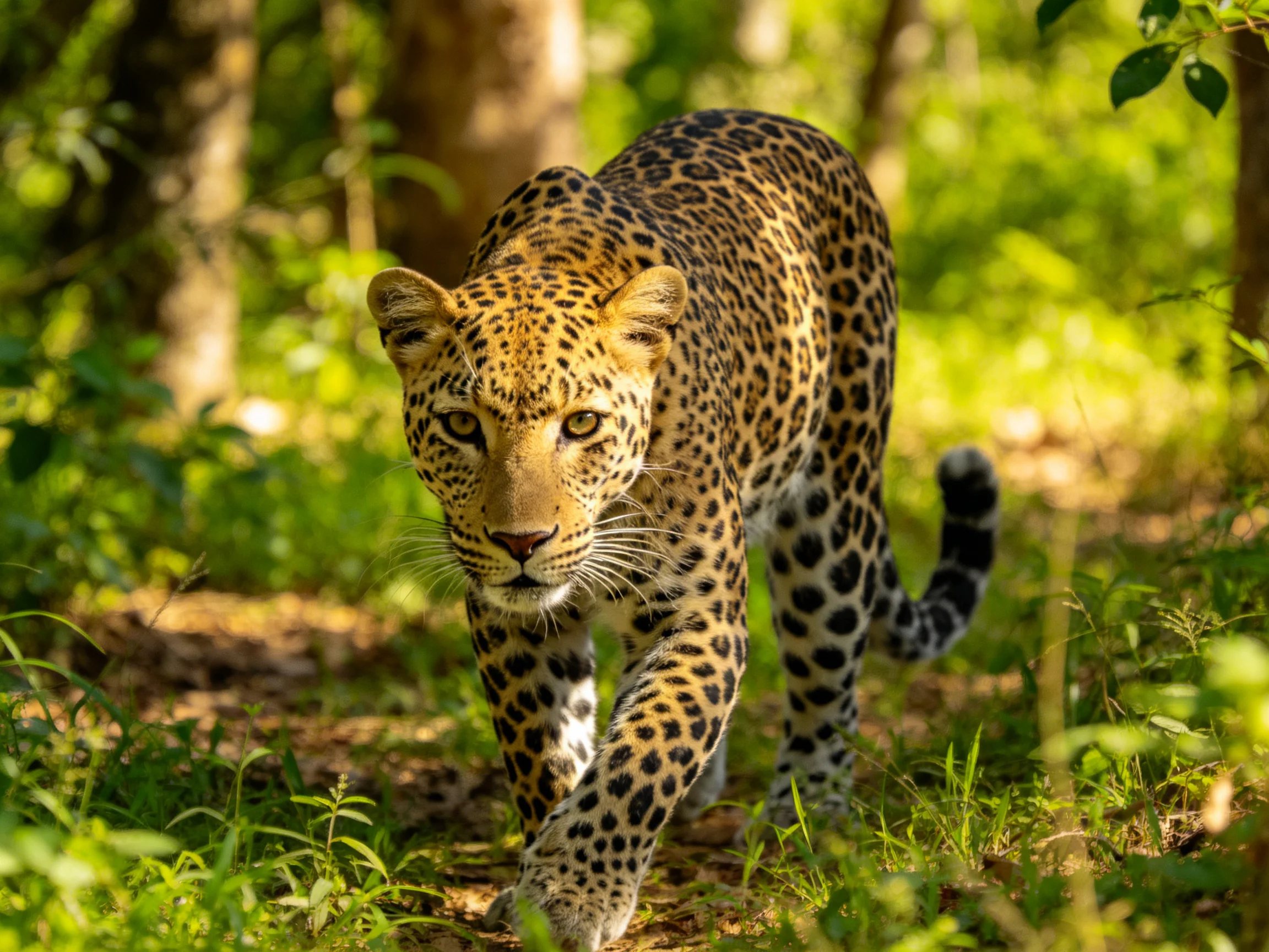 A leopard with distinctive spots traverses a sunlit forest