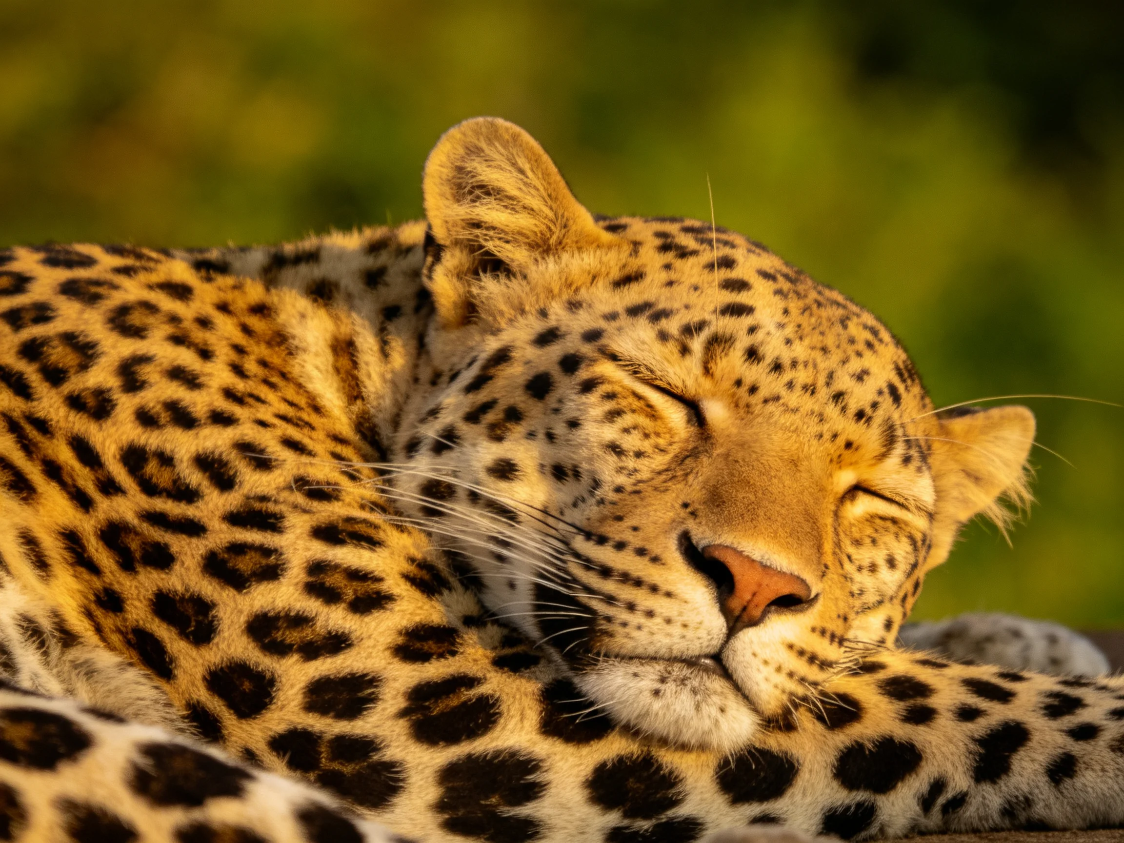 A leopard with golden fur and dark spots resting