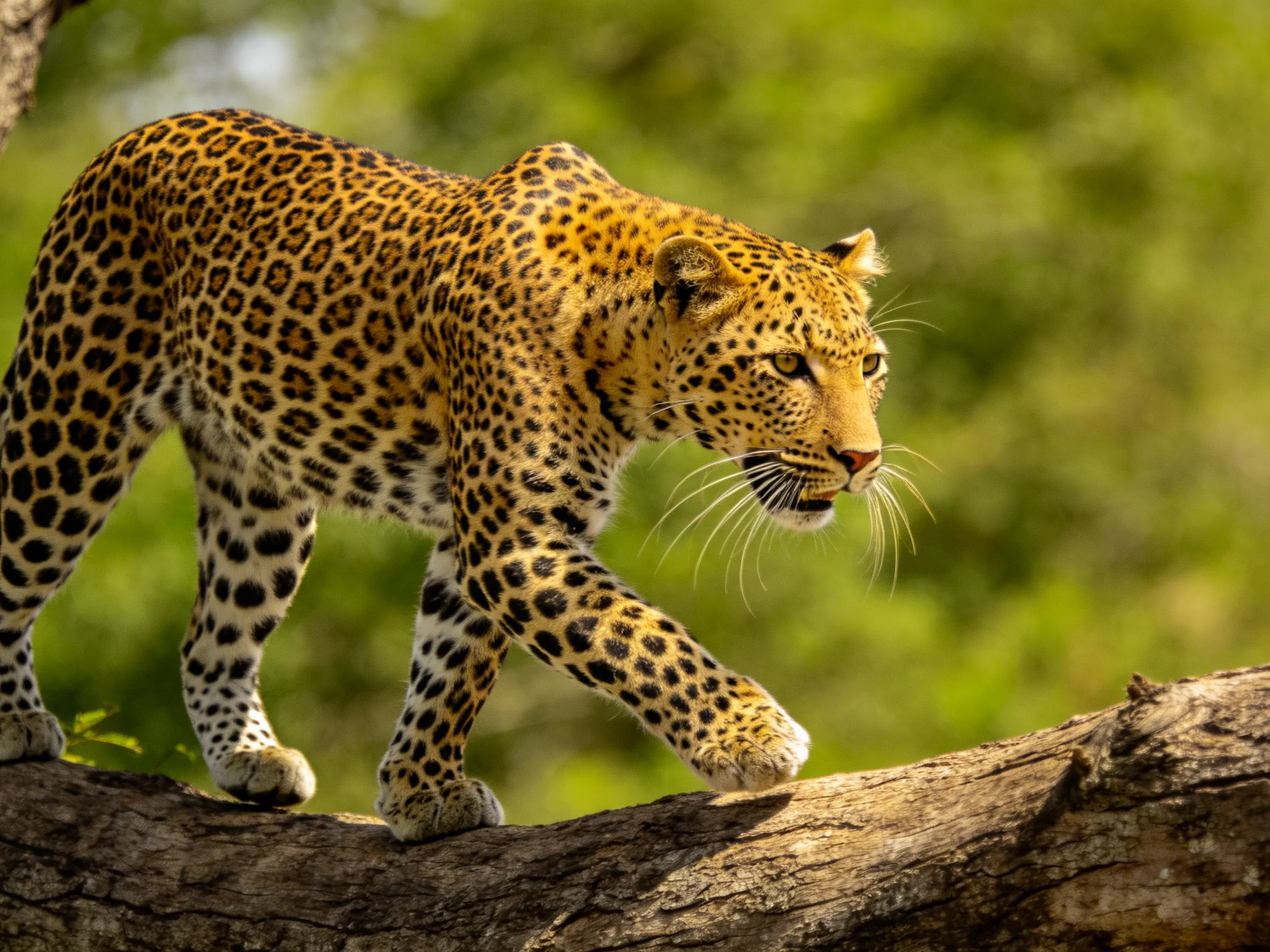 A leopard with golden spots walks on a gnarled tree trunk