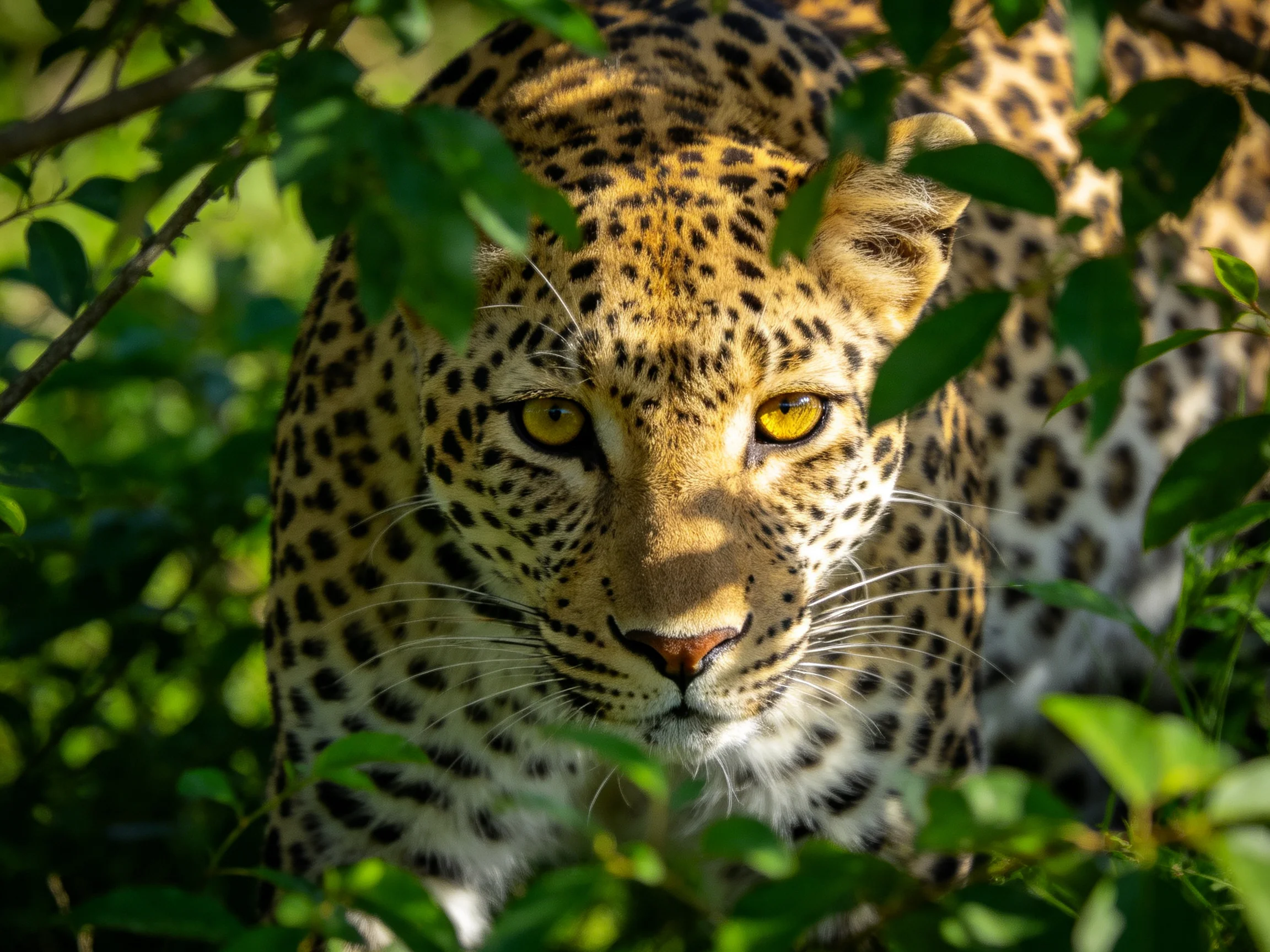 A leopard with golden-spotted coat blends into surrounding greenery.