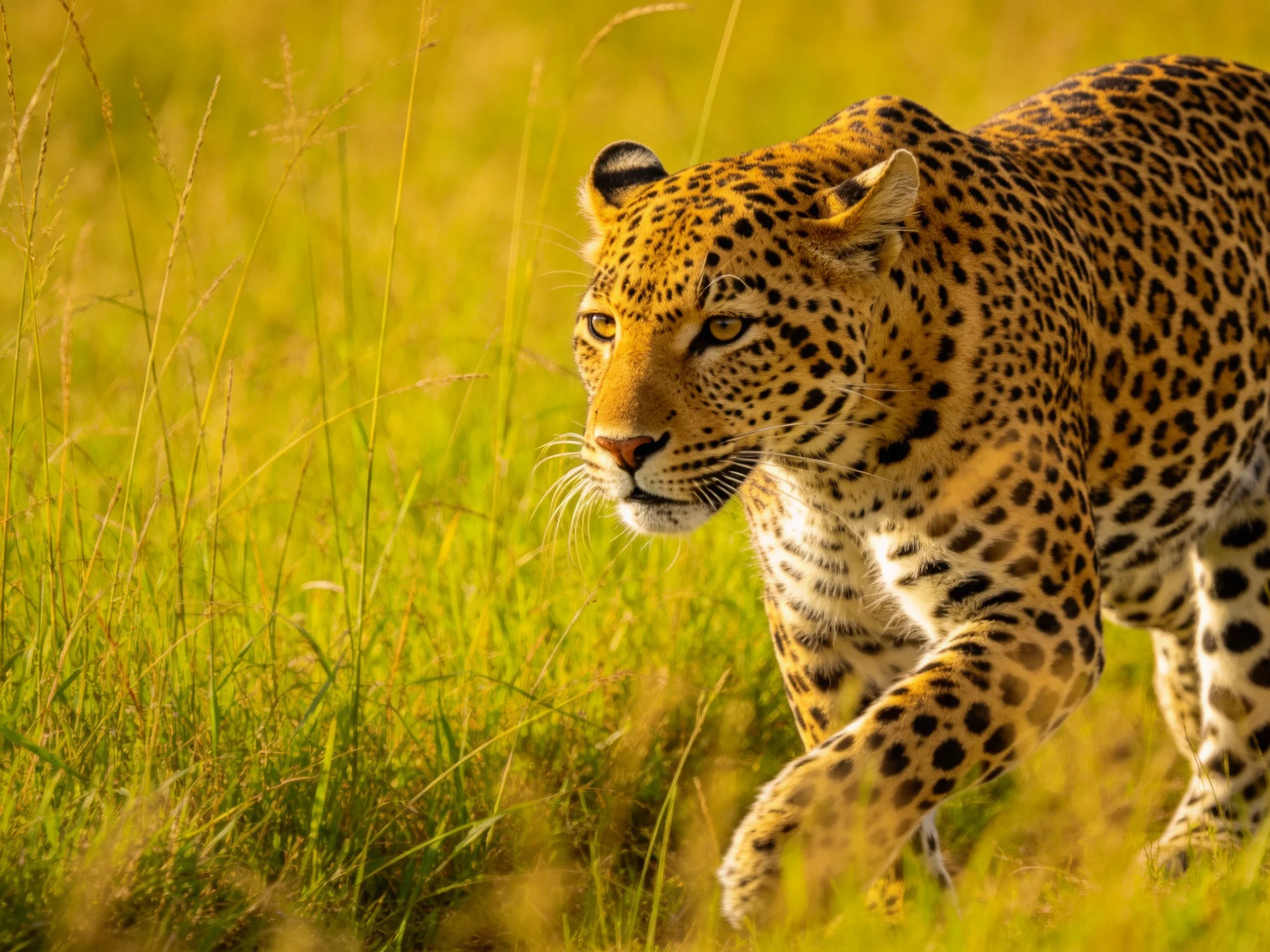 A leopard with golden-spotted coat roams through tall green grass