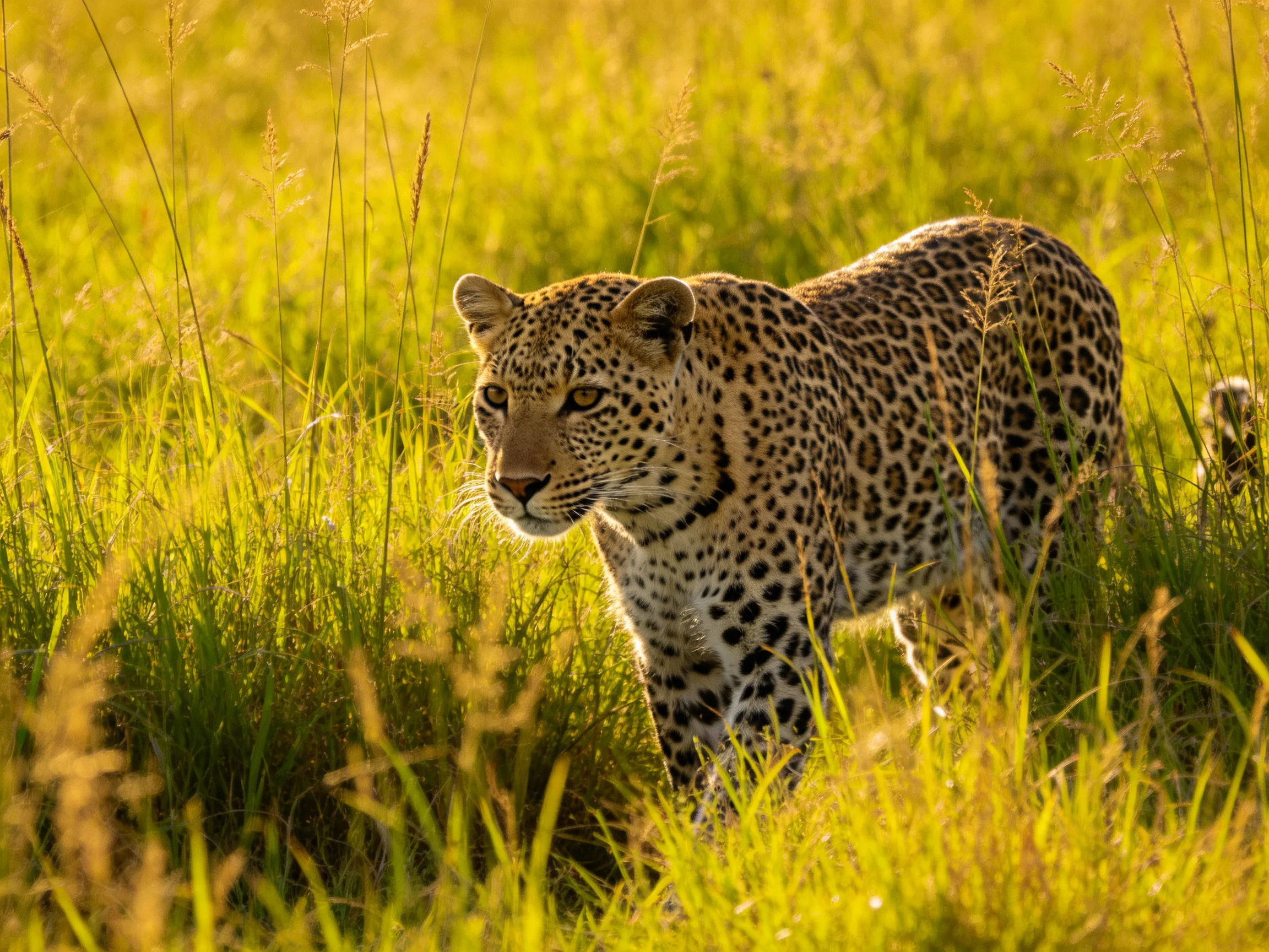 A leopard with spotted fur moves through tall golden grasses