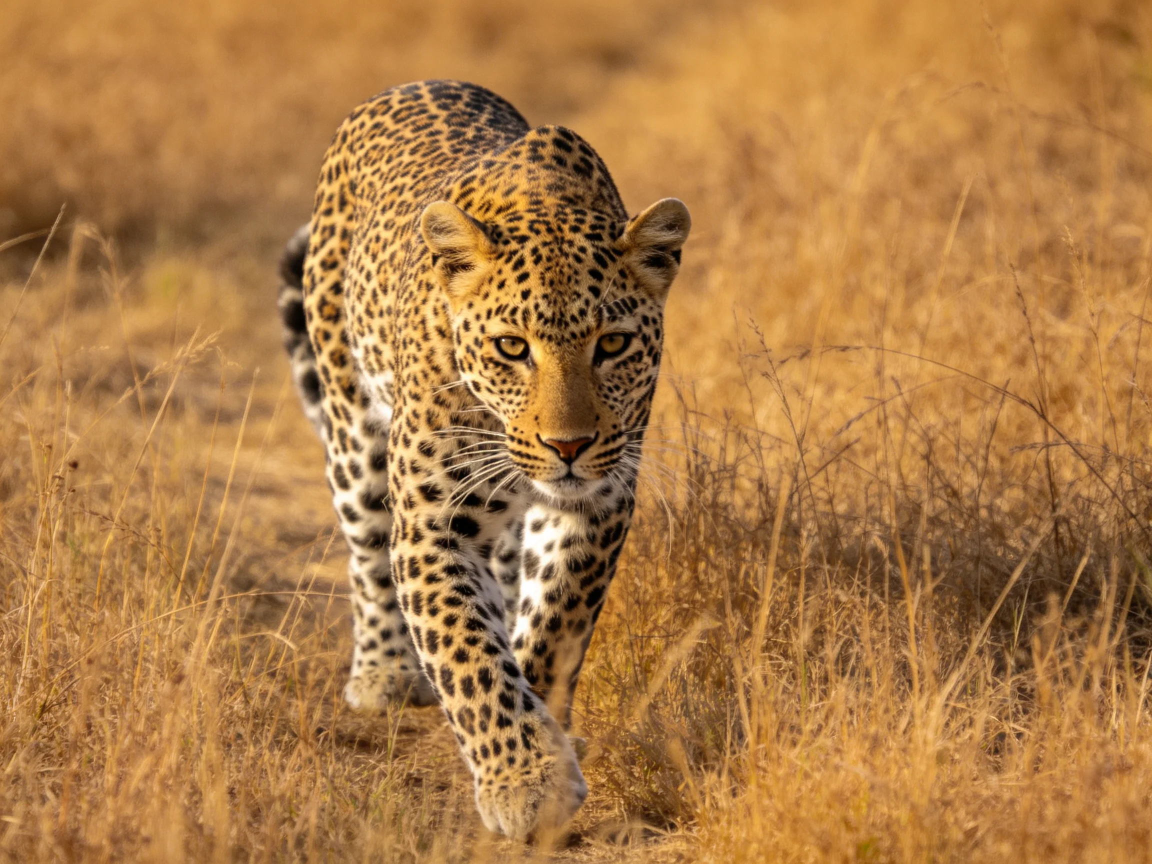A leopard with spotted fur traverses golden savannah grass