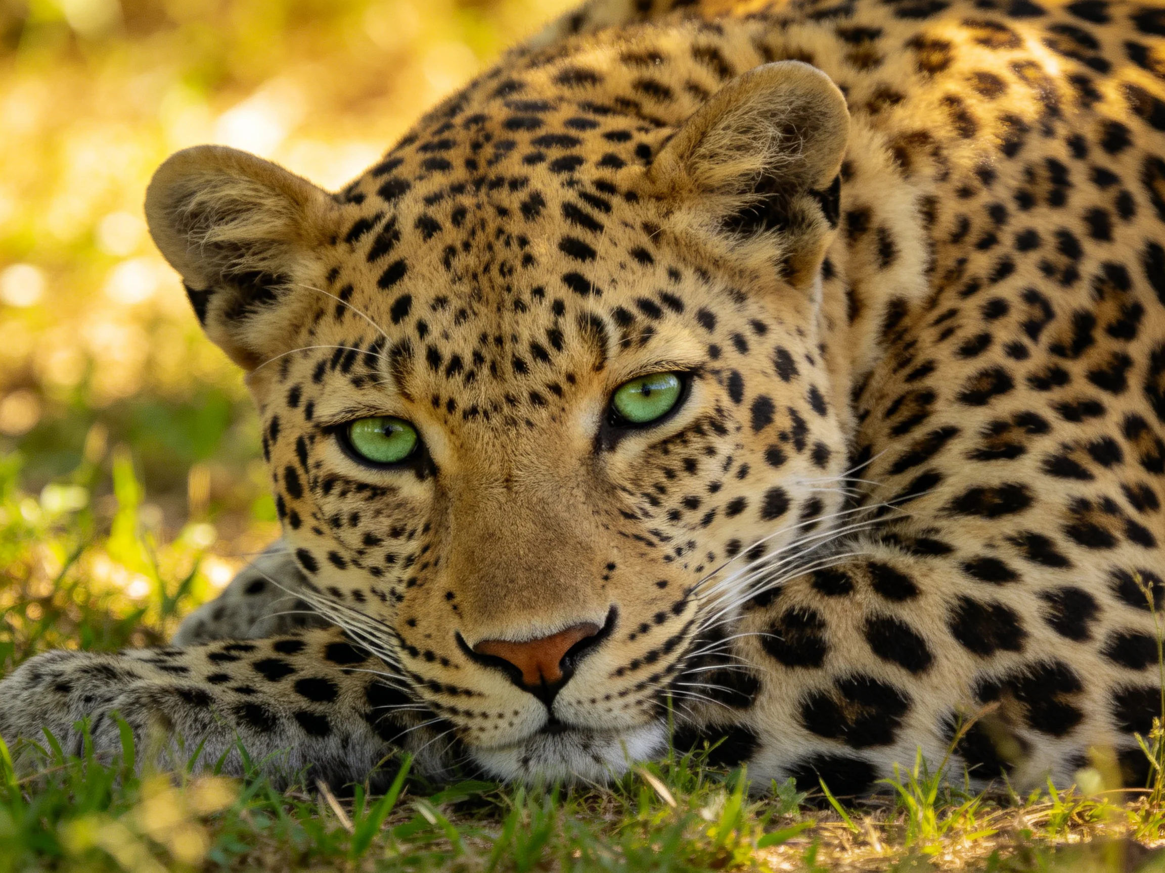 A leopard with green eyes rests on grass in a sunlit area.