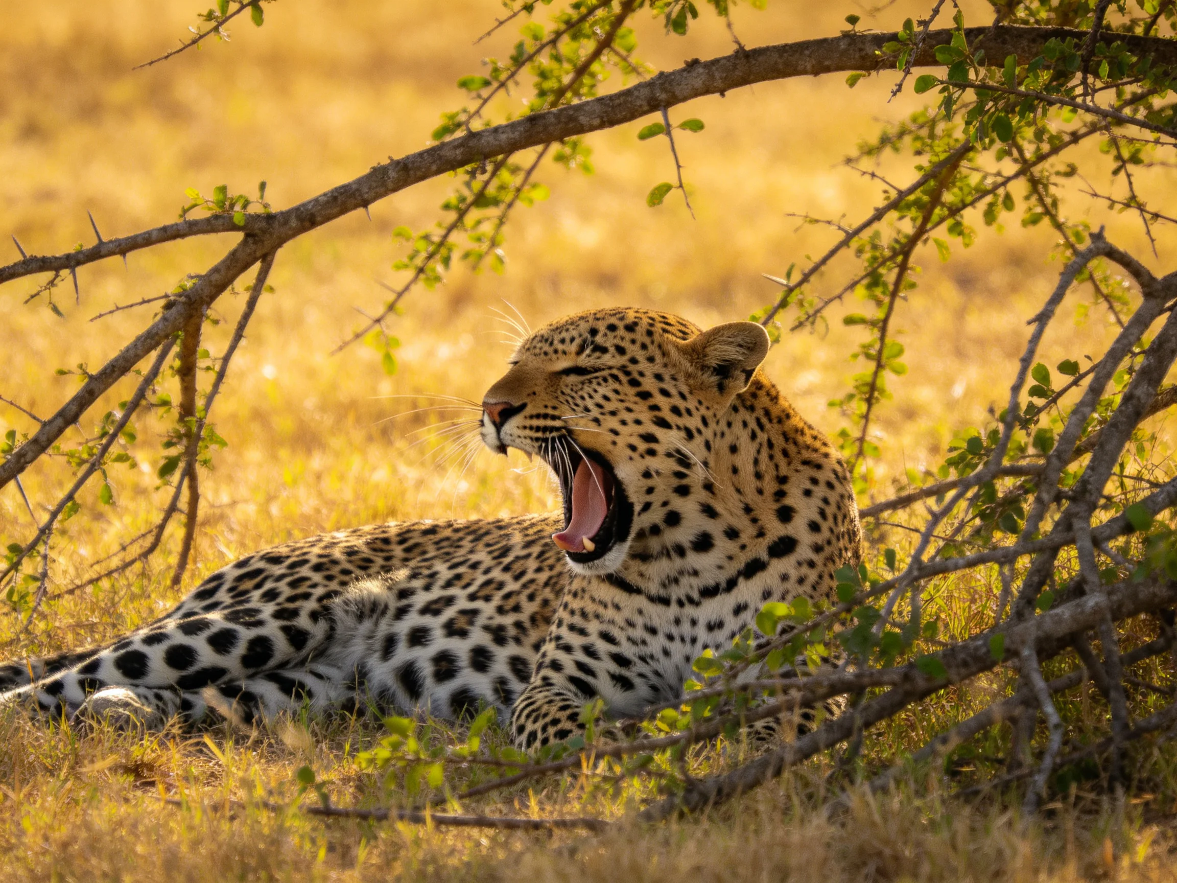 A leopard yawns beneath thorny branches in golden savannah