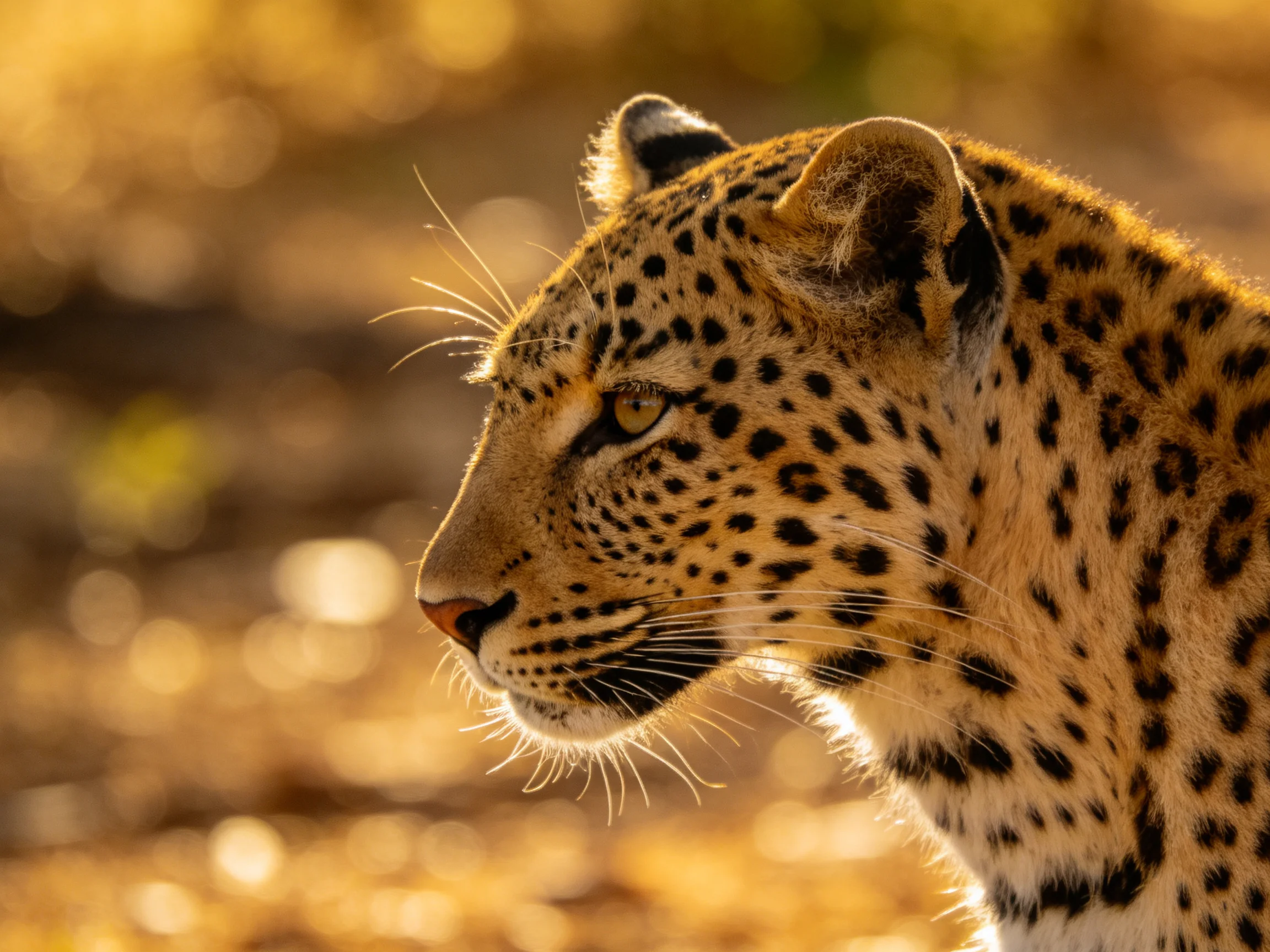 A leopard’s side view with black rosette spots in warm sunlight