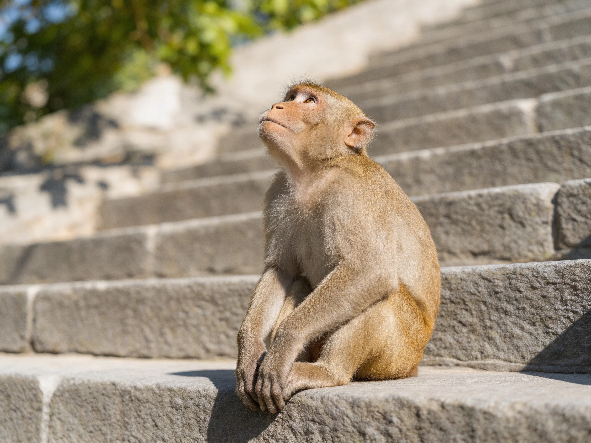 A light brown monkey sits on gray stone steps outdoors
