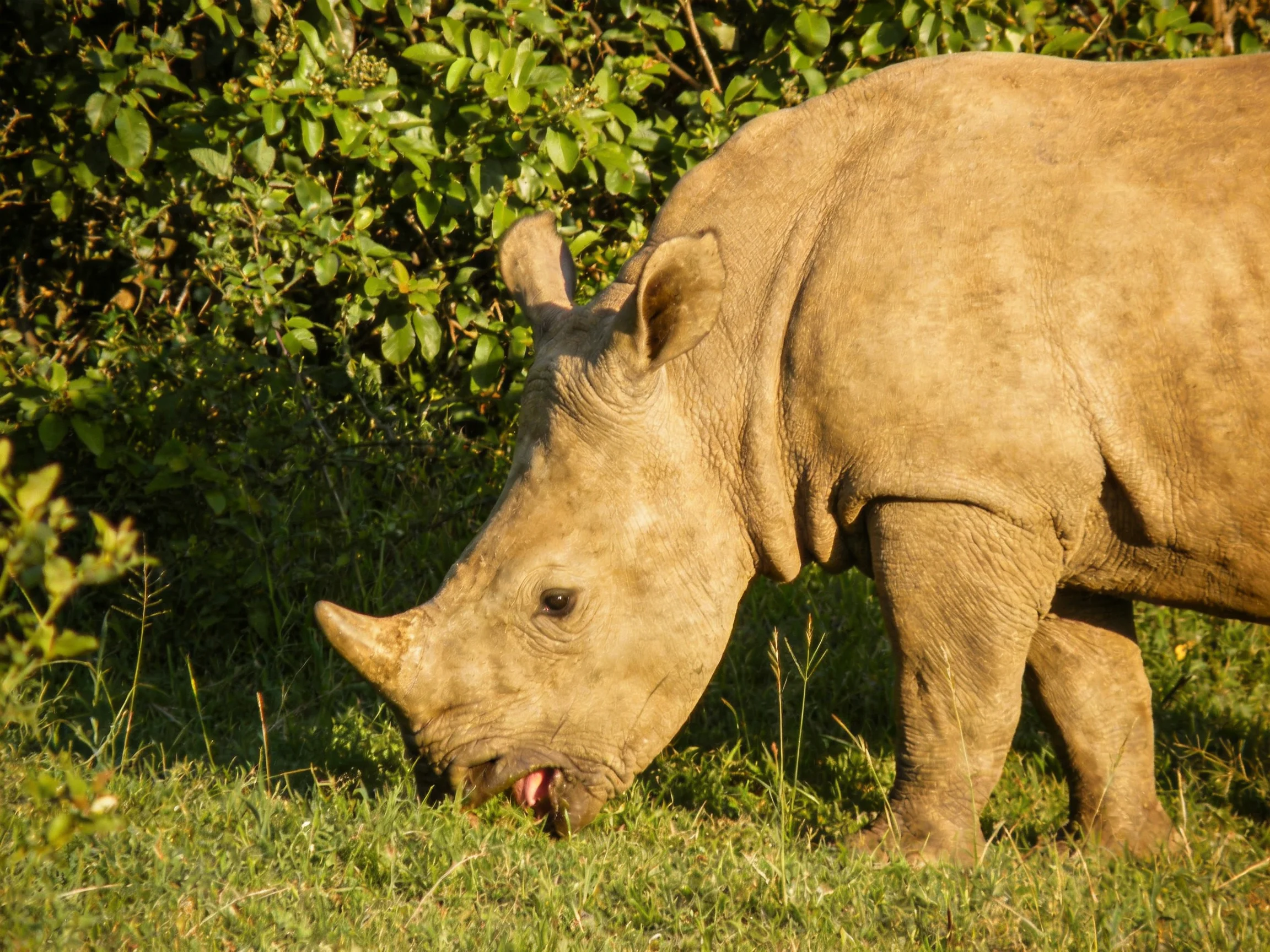A light brown rhinoceros grazing in dense greenery