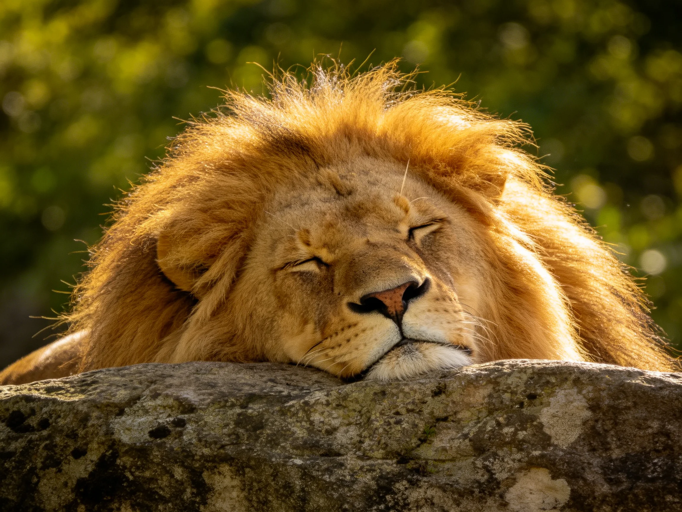 A lion with a golden mane rests on a stone block in a natural setting.