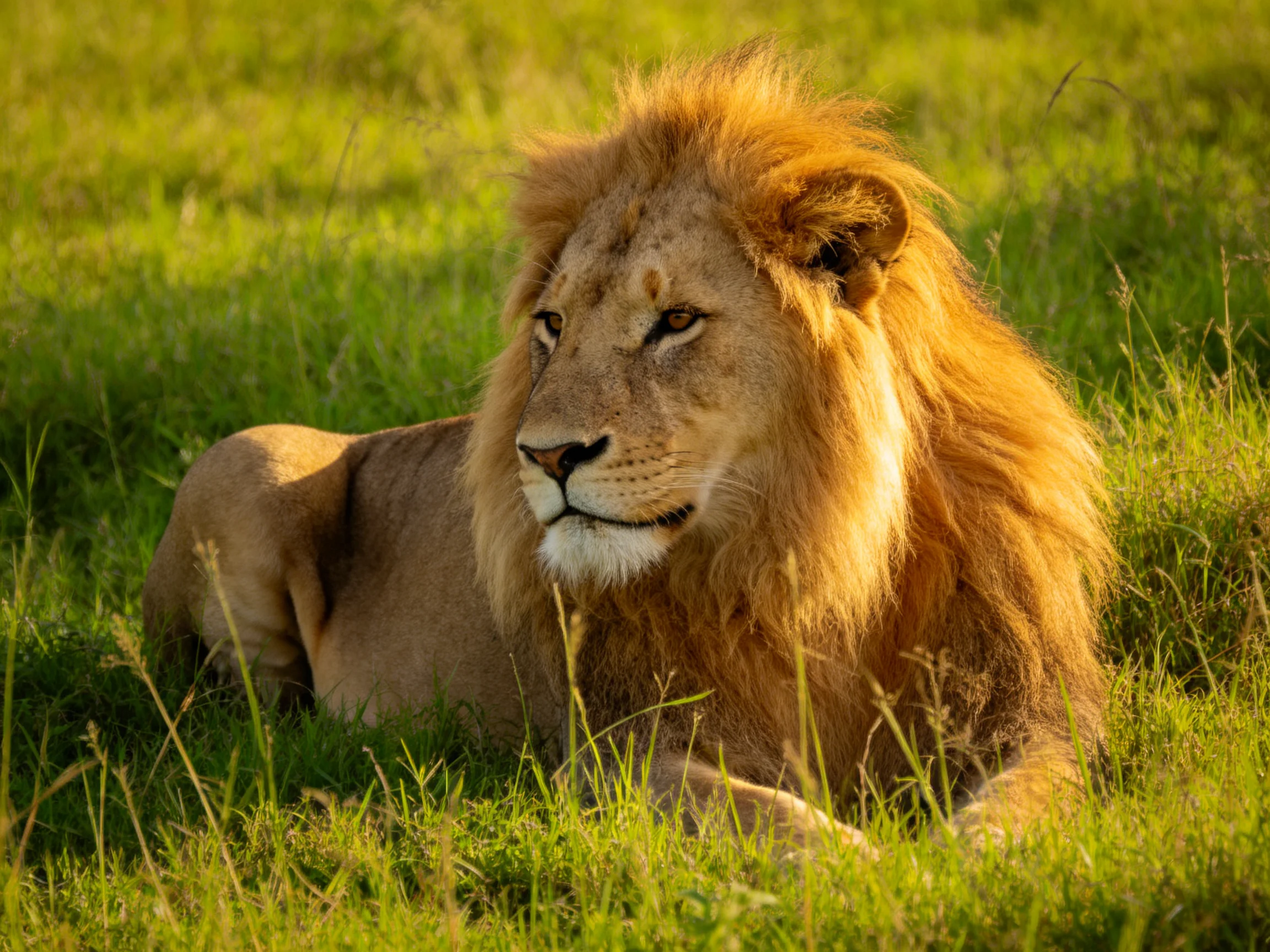 A lion lies calmly among tall green grass