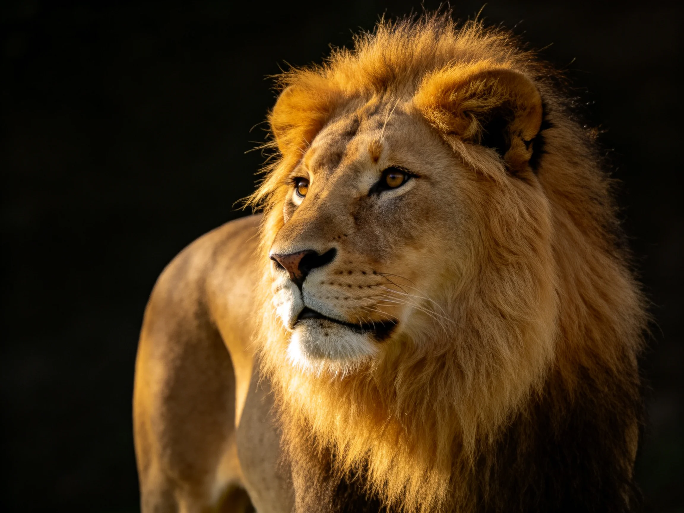 A lion with a golden mane stands out dramatically against darkness.