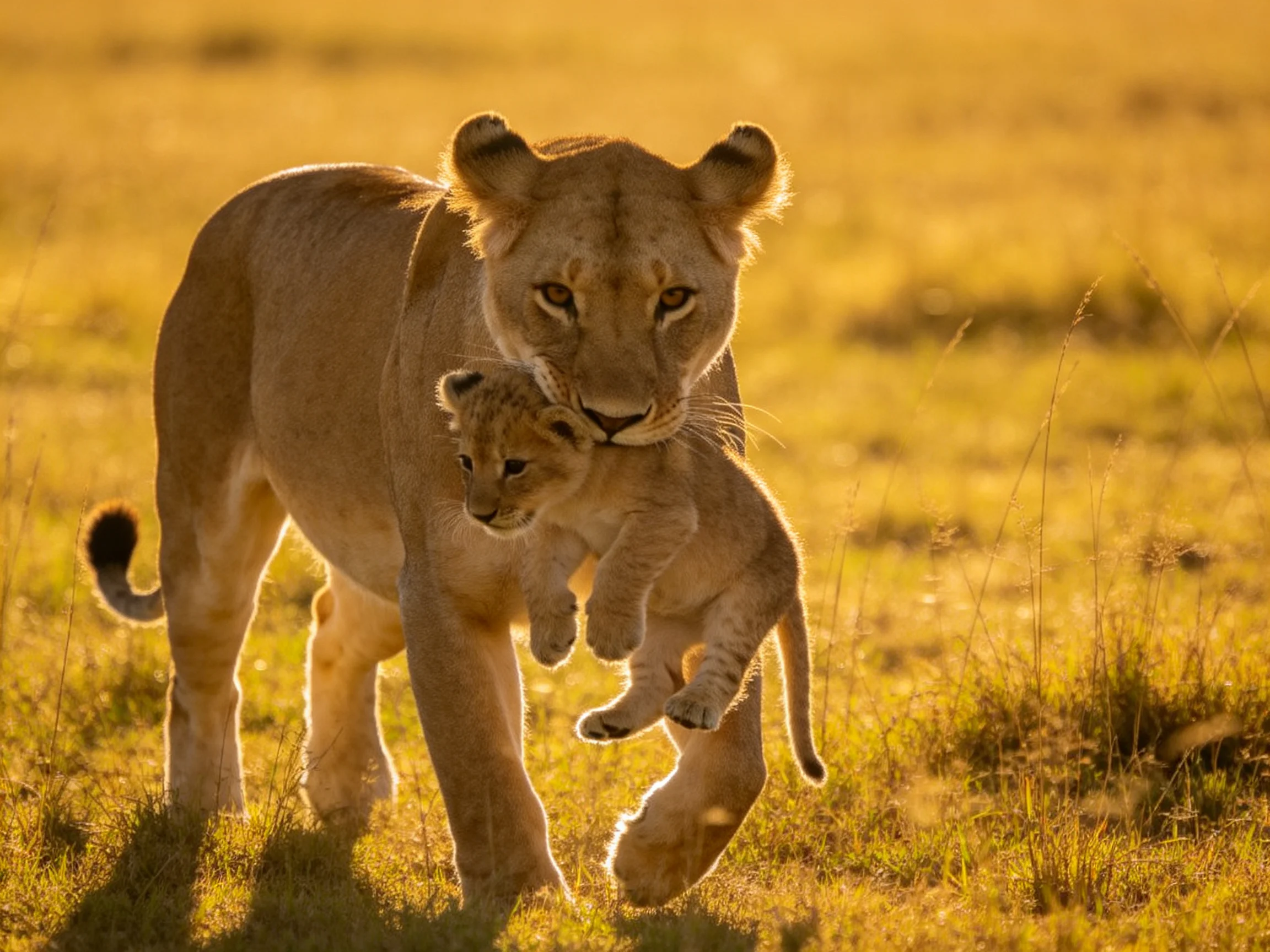 A lioness carries her cub through a golden savannah landscape