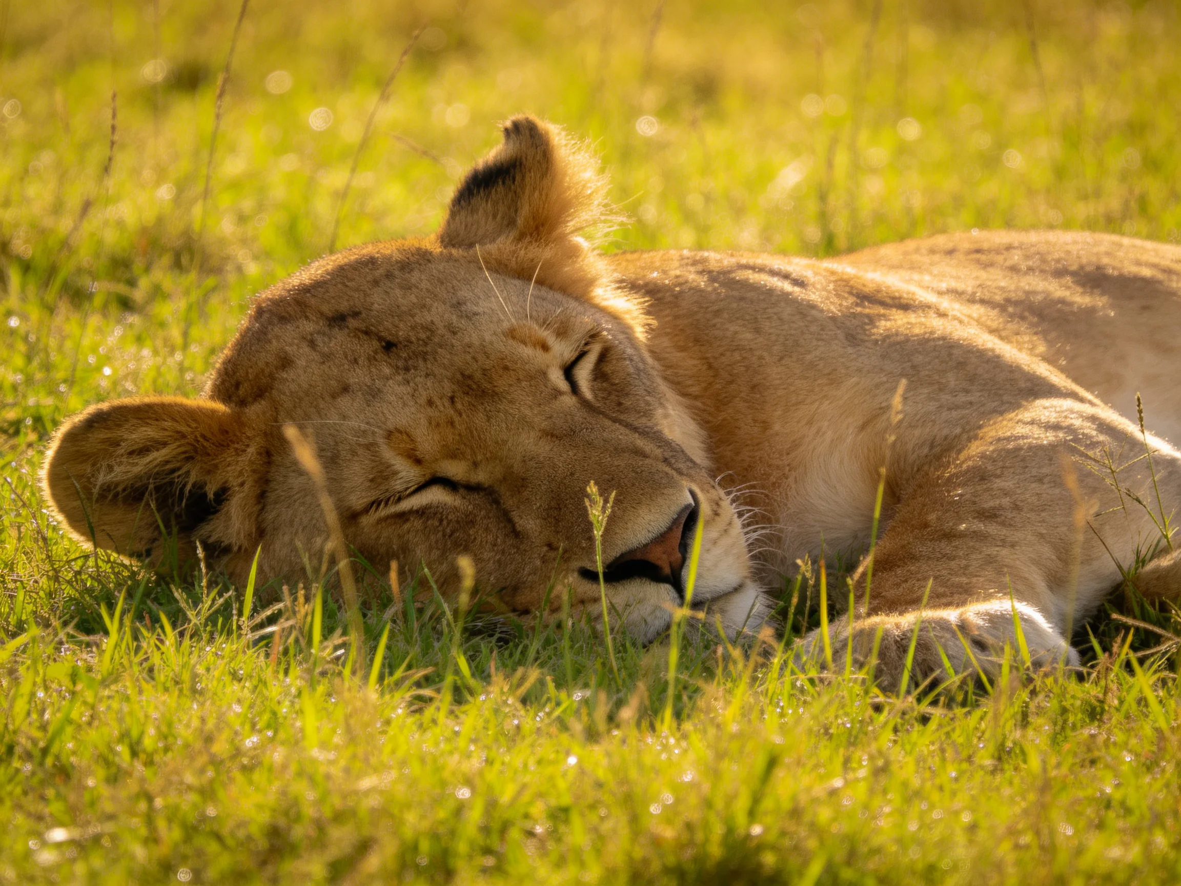 A lioness naps serenely in vibrant green grass bathed in golden sunlight