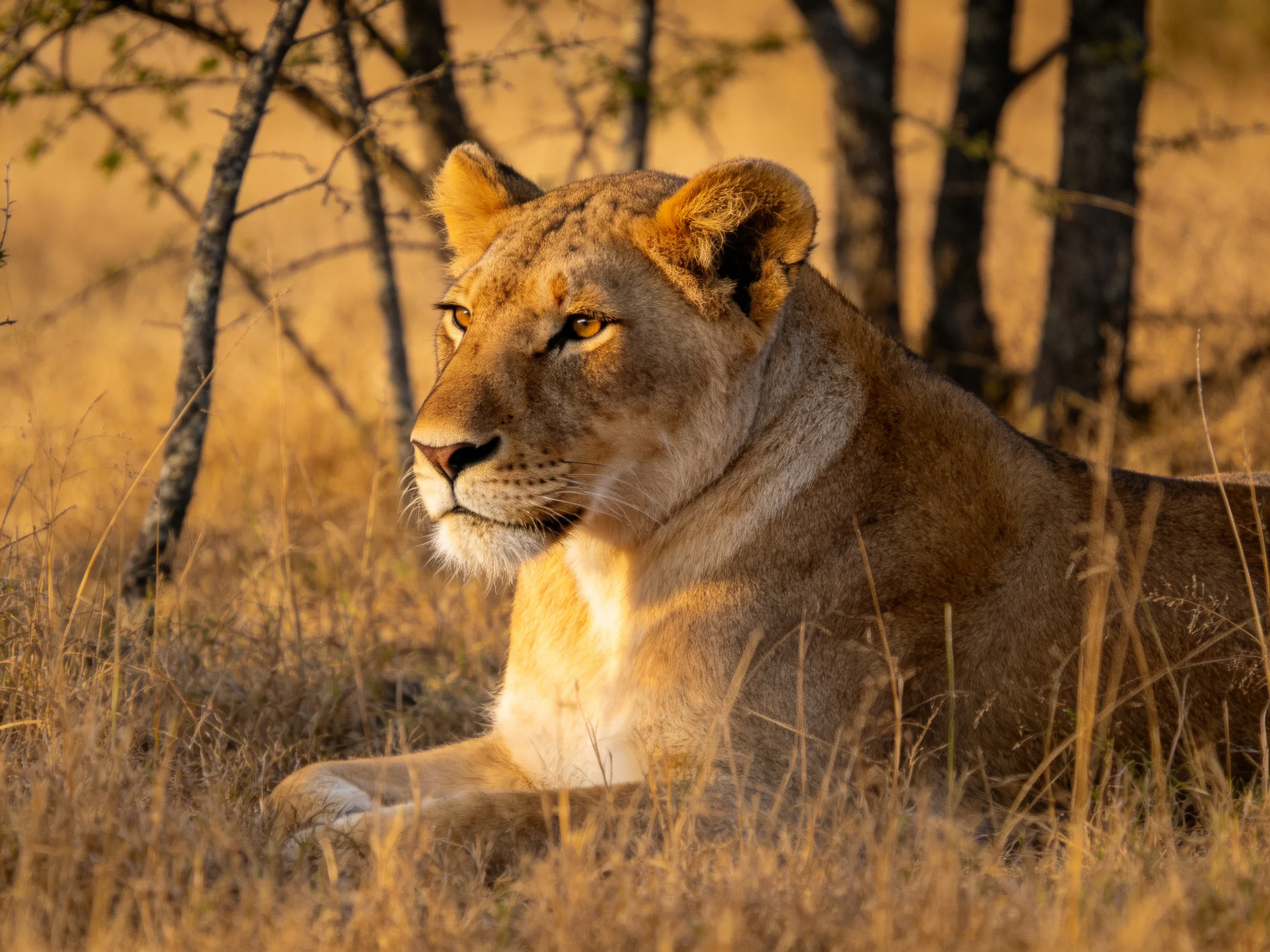 A lioness rests amid golden savannah grass and dark trees