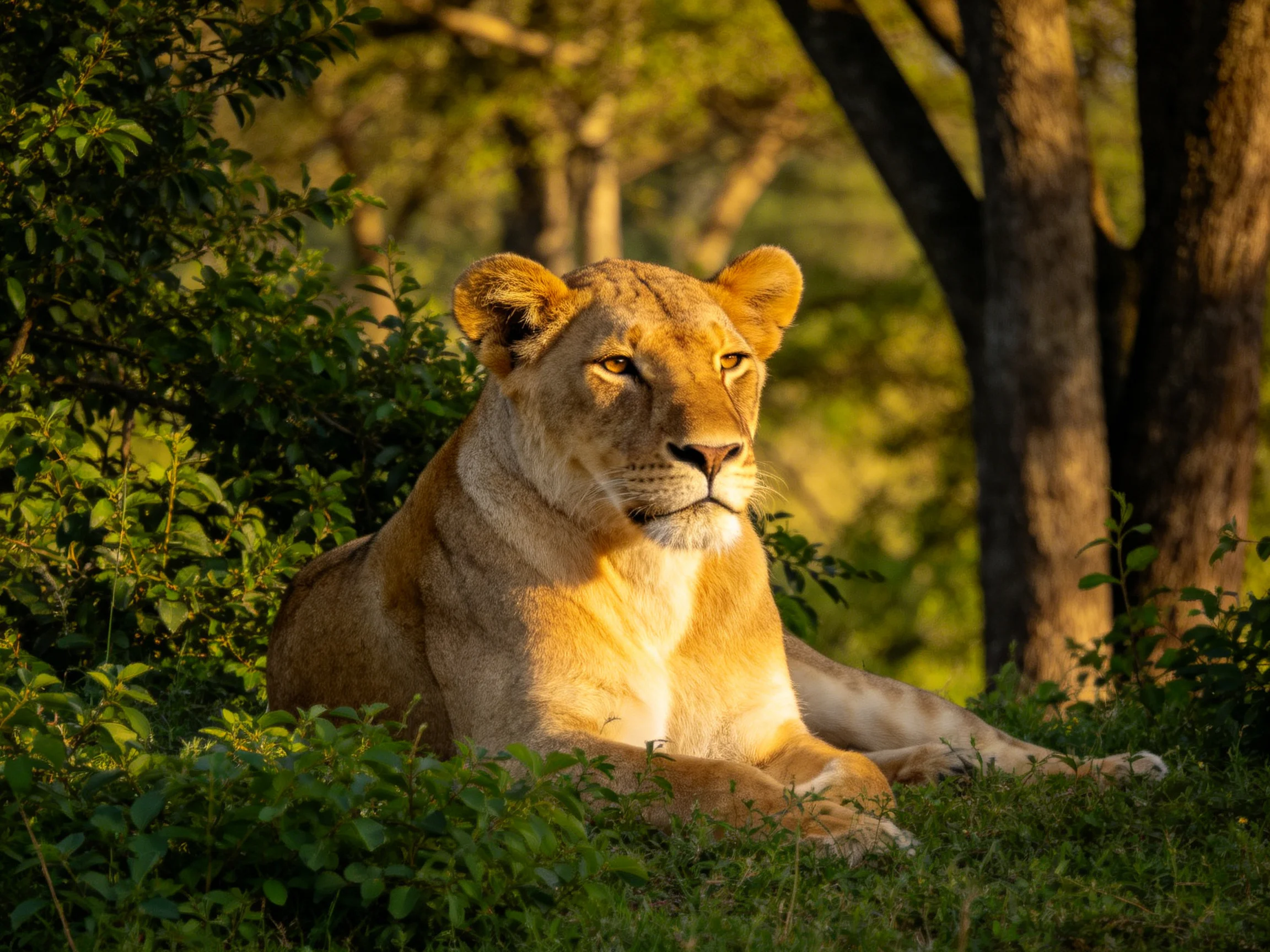 A lioness rests in lush greenery under golden sunlight
