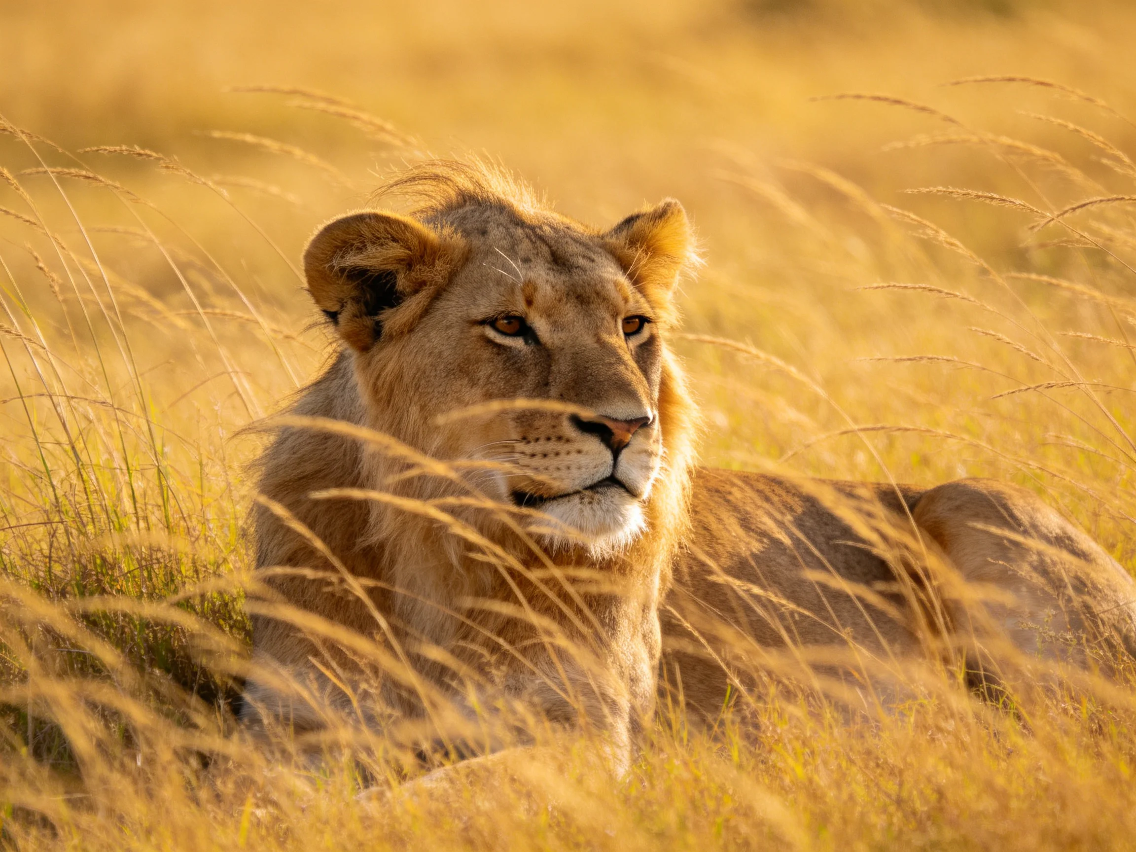 A lioness rests in tall golden savannah grass under warm sunlight