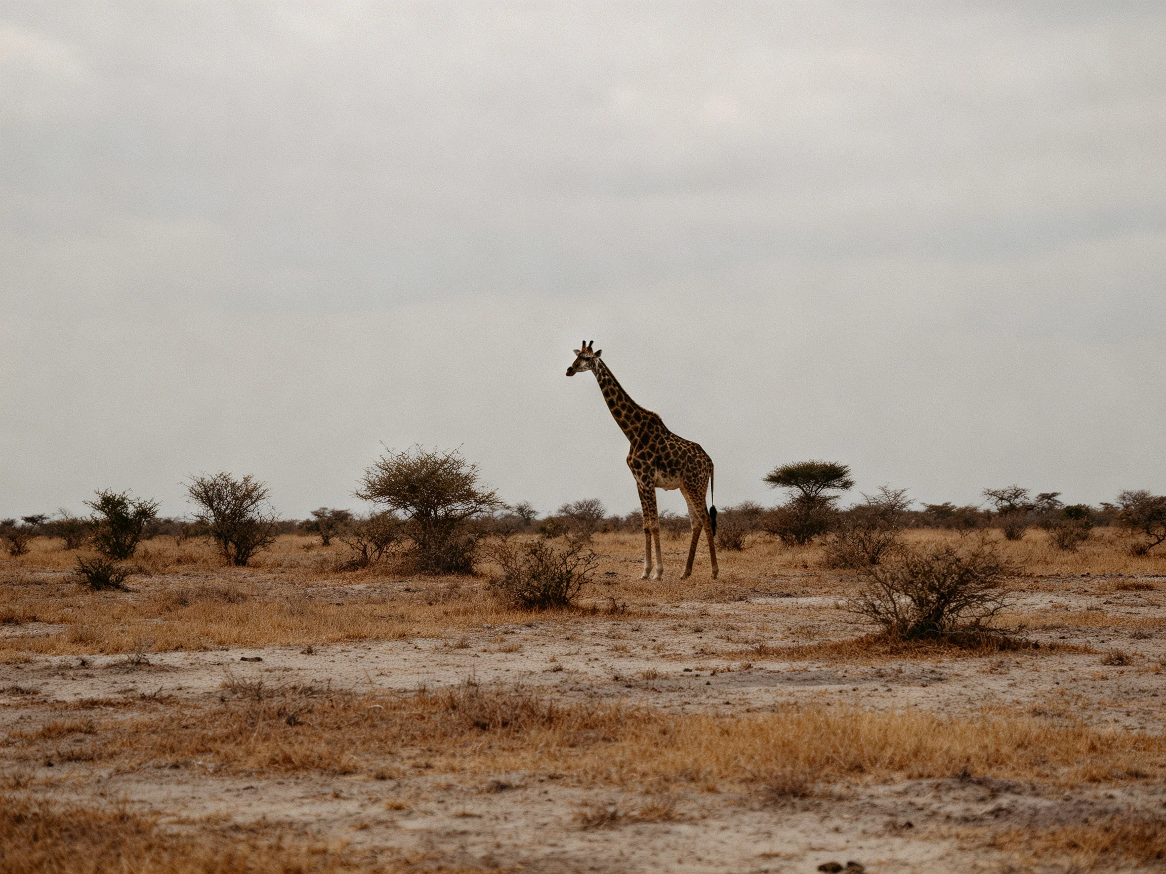 A lone giraffe in a sparse bush-filled arid landscape