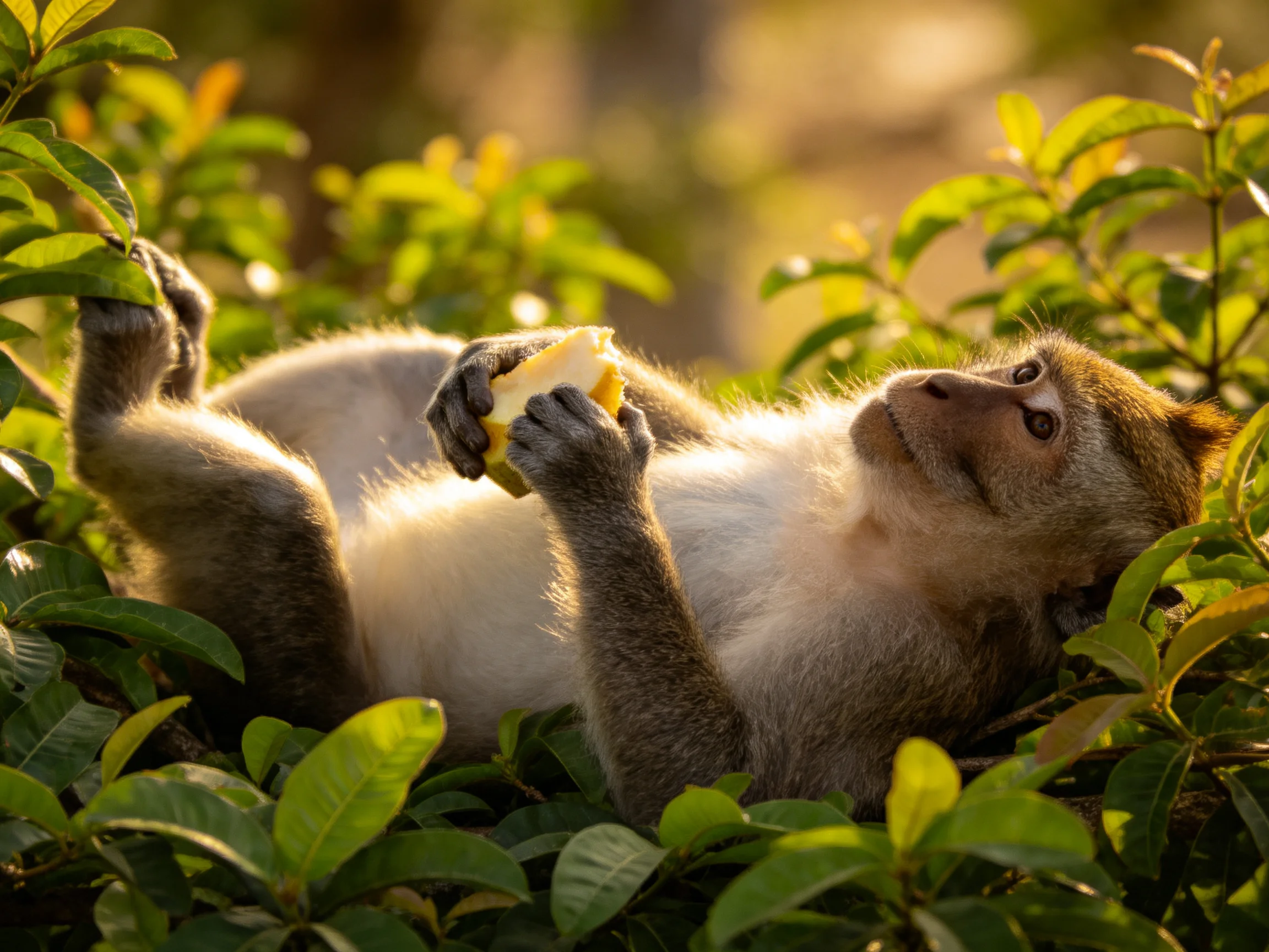 A long-tailed macaque relaxes with fruit amid lush greenery