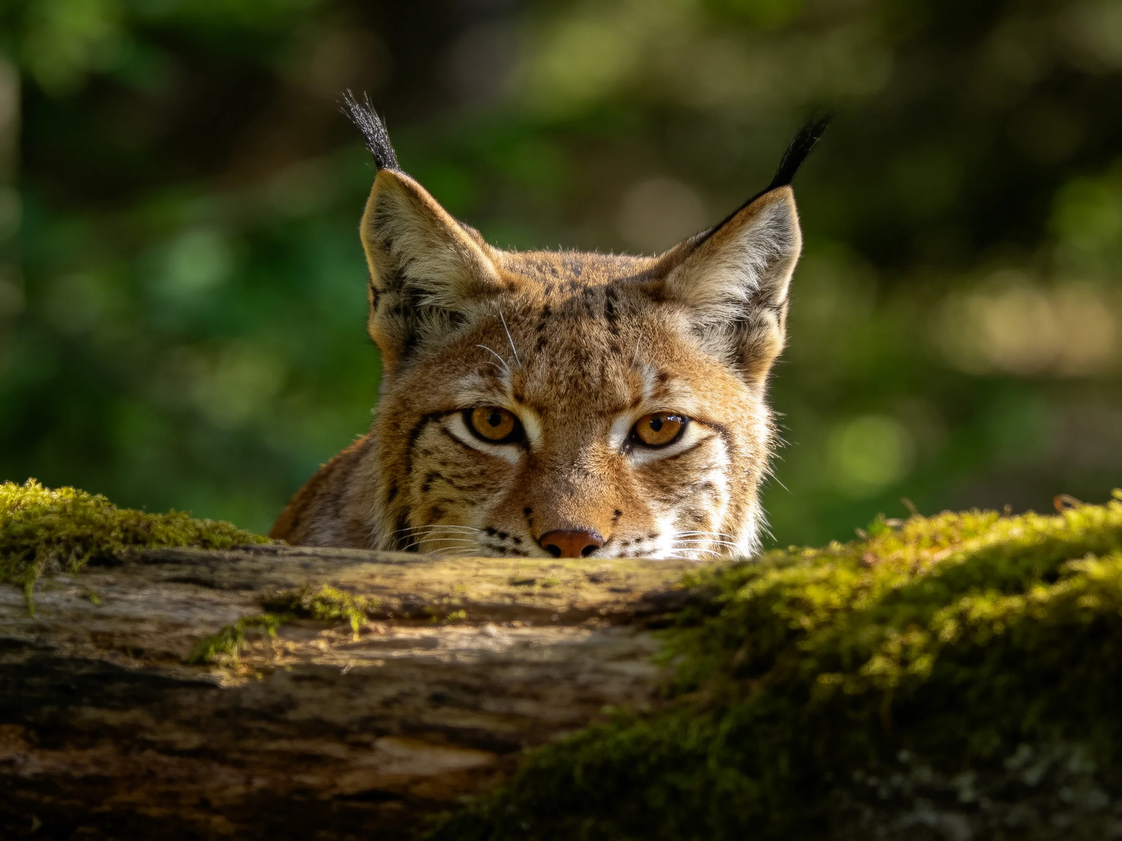 A lynx hides behind a moss-laden log in a sunlit woodland