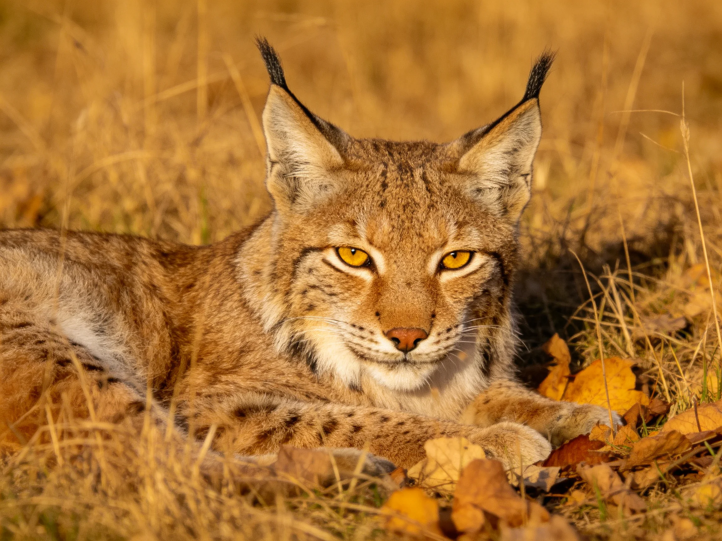 A lynx rests amid golden autumn foliage in tall dry grass