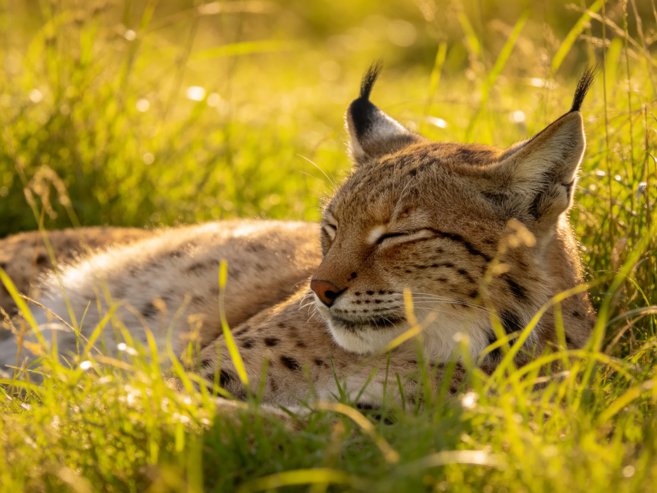 A lynx rests amid tall golden-green grasses in warm sunlight