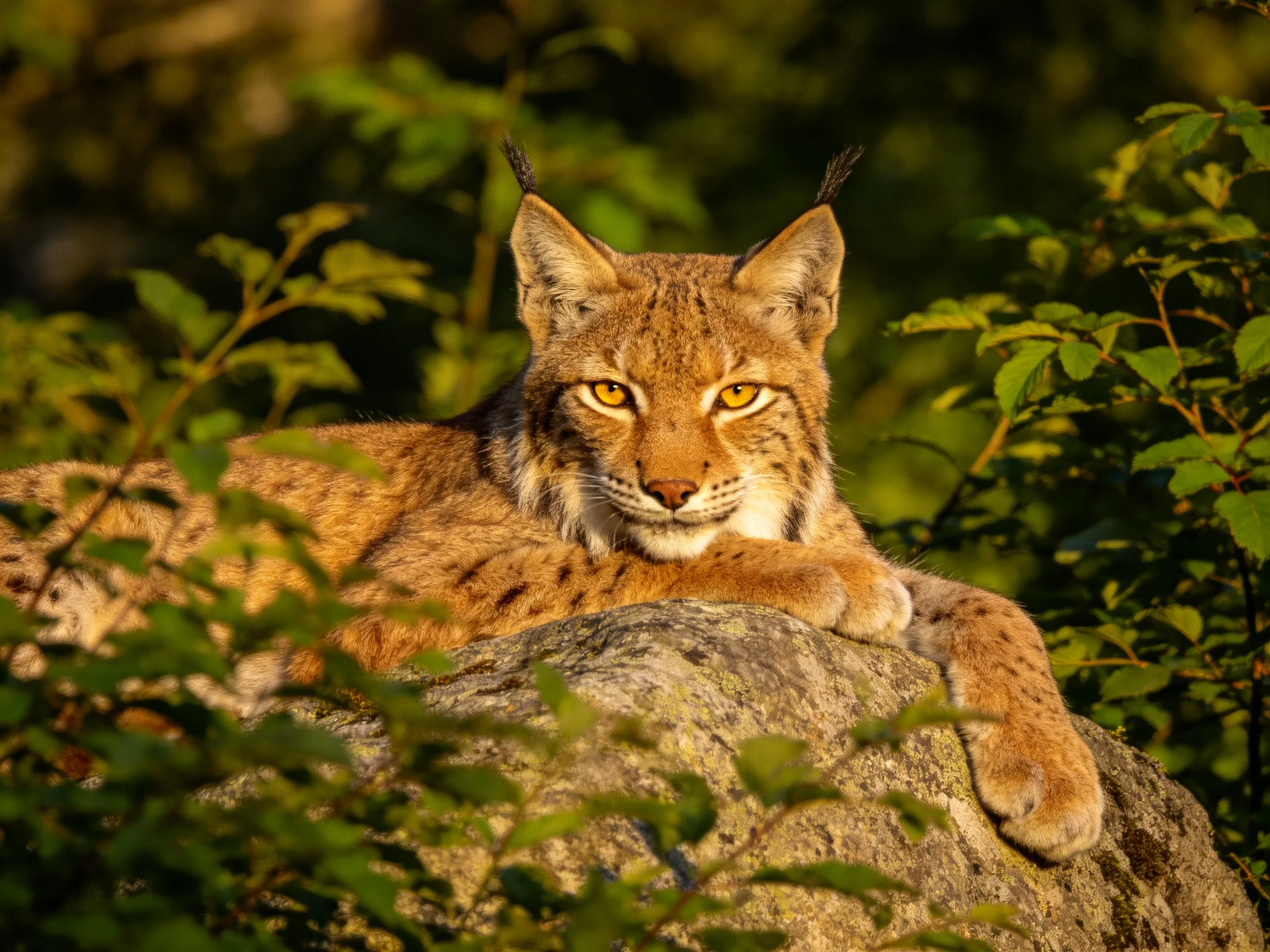 A lynx rests on a mossy rock amid lush green foliage