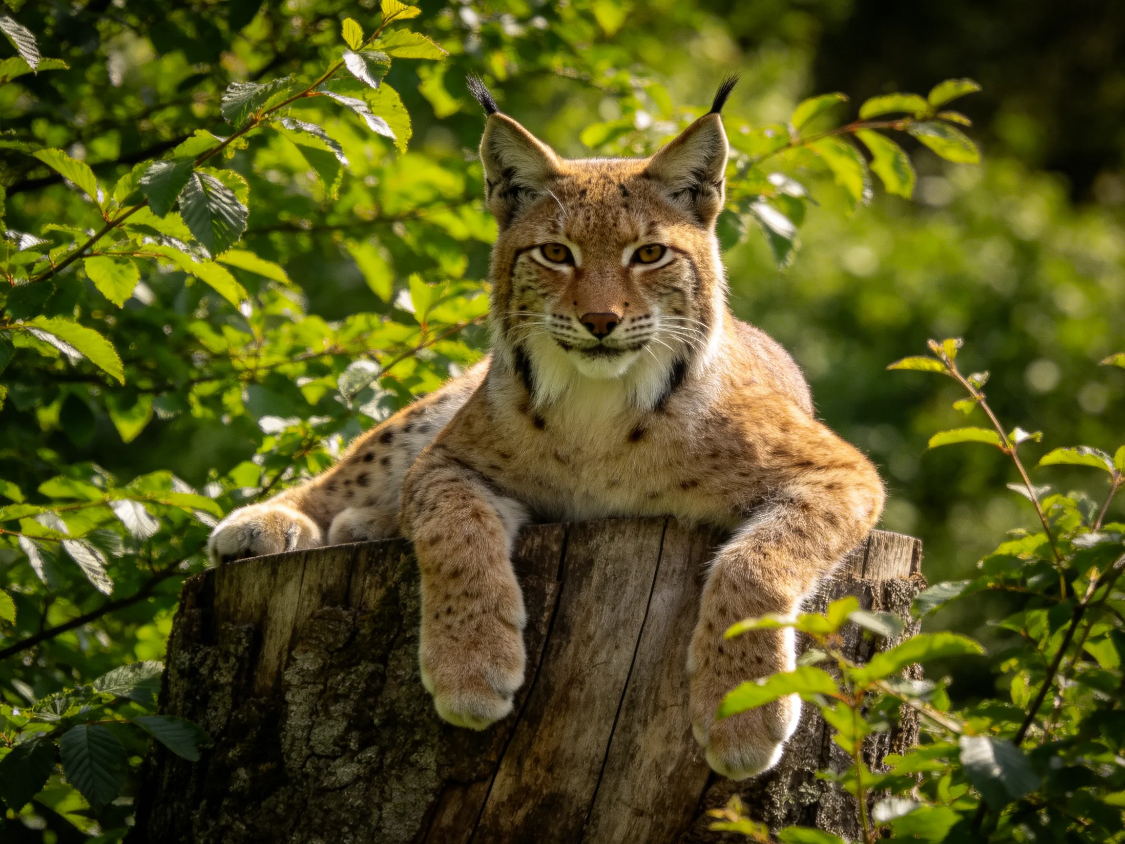 A lynx rests on a weathered tree stump amid lush green foliage