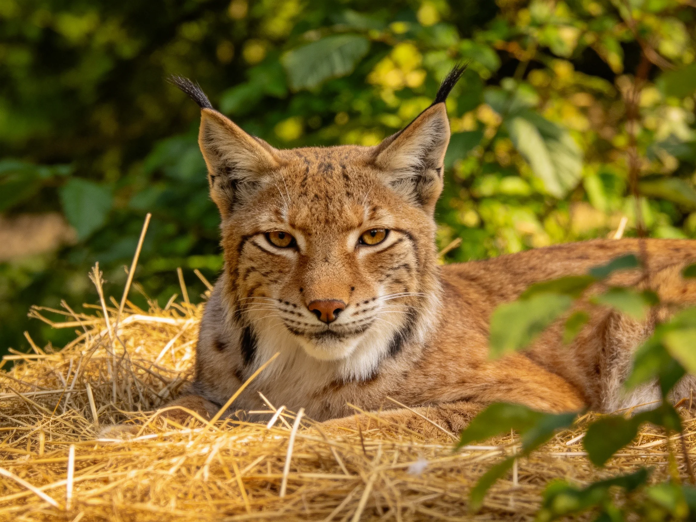 A lynx rests on golden straw amid lush green foliage