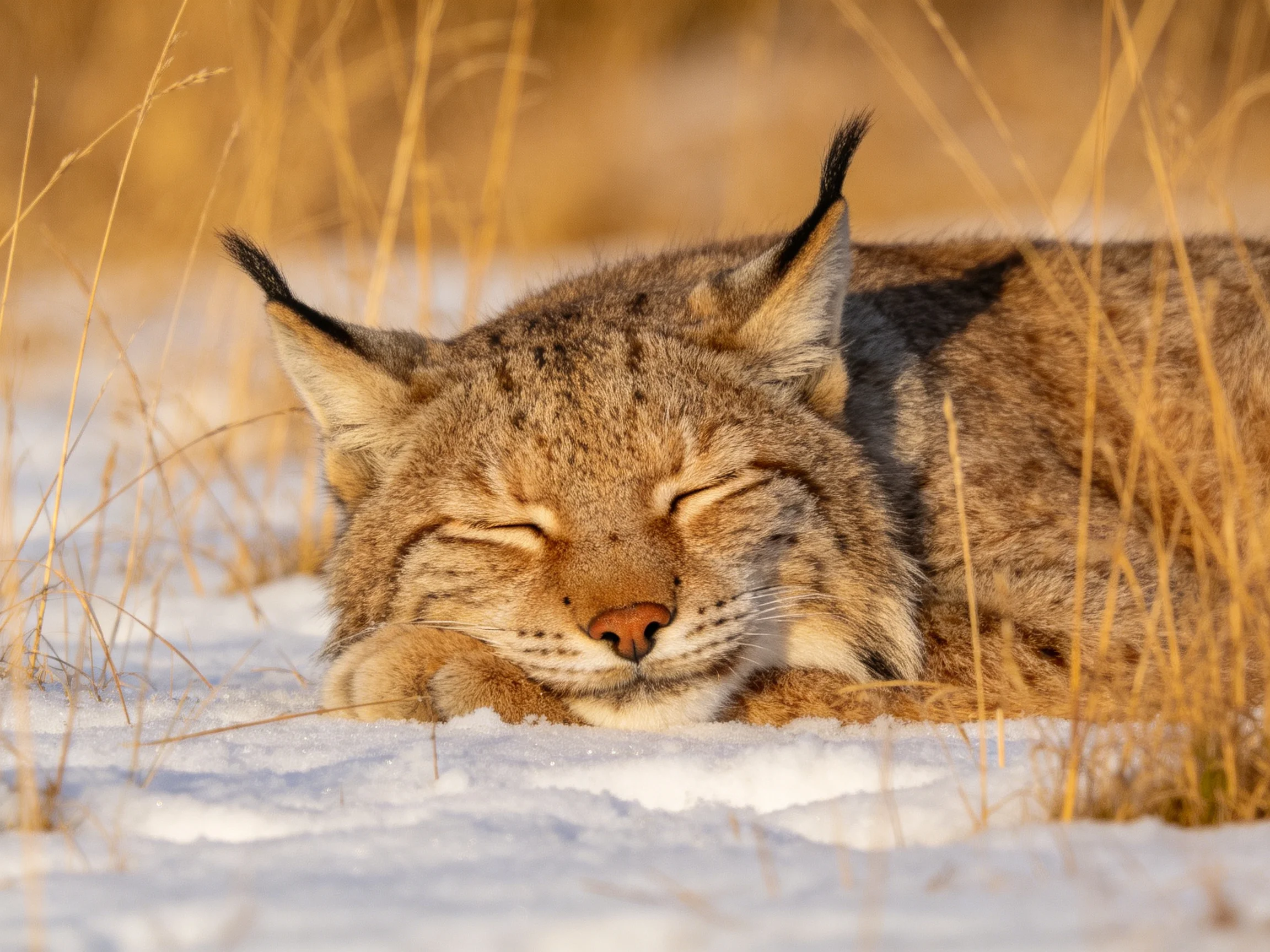 A lynx rests peacefully amid golden grass and white snow