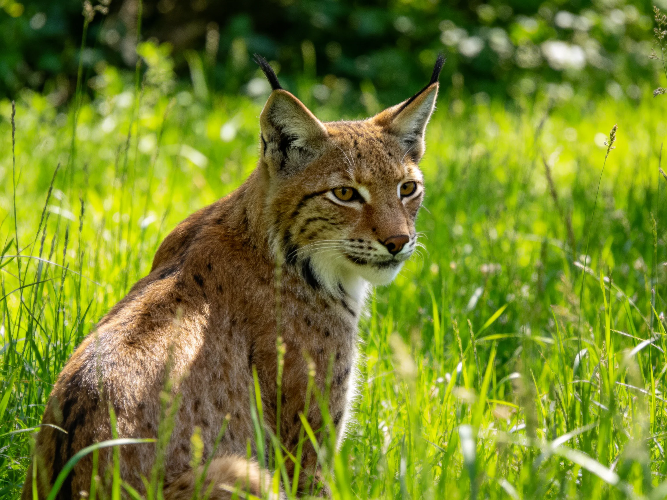 A lynx sits in tall green grass under bright sunlight