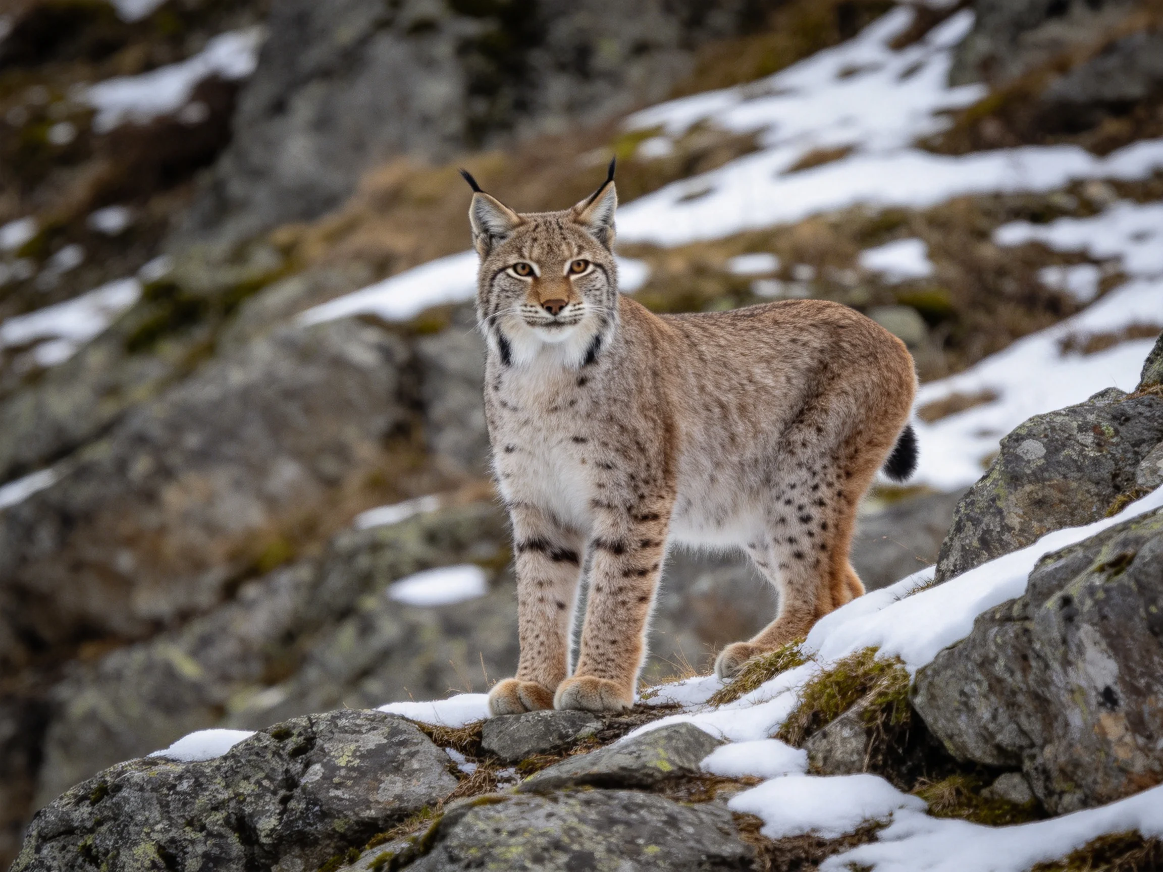 A lynx stands alert on snowy rocky terrain with moss
