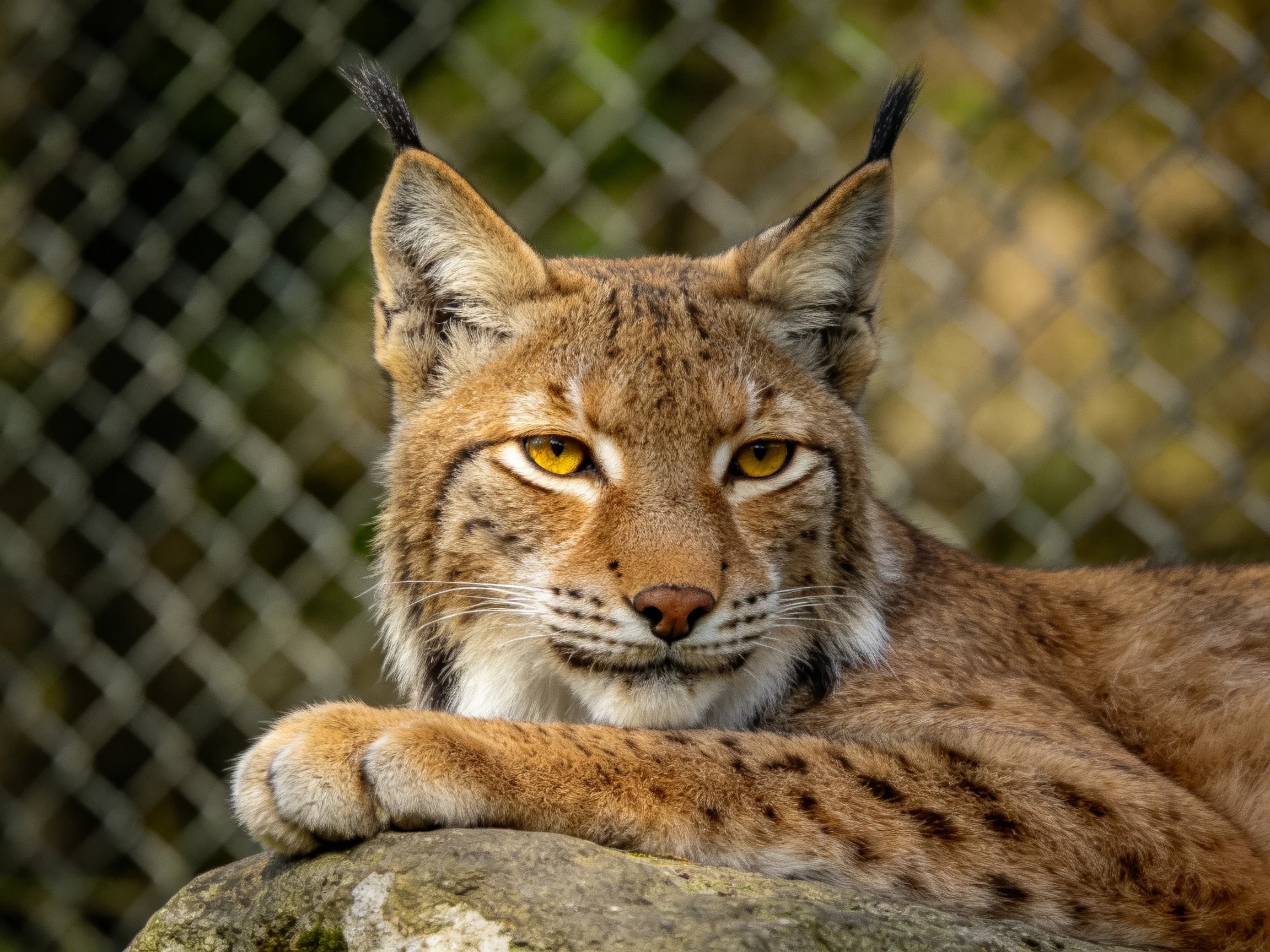 A lynx with amber eyes rests on a stone near a wire fence
