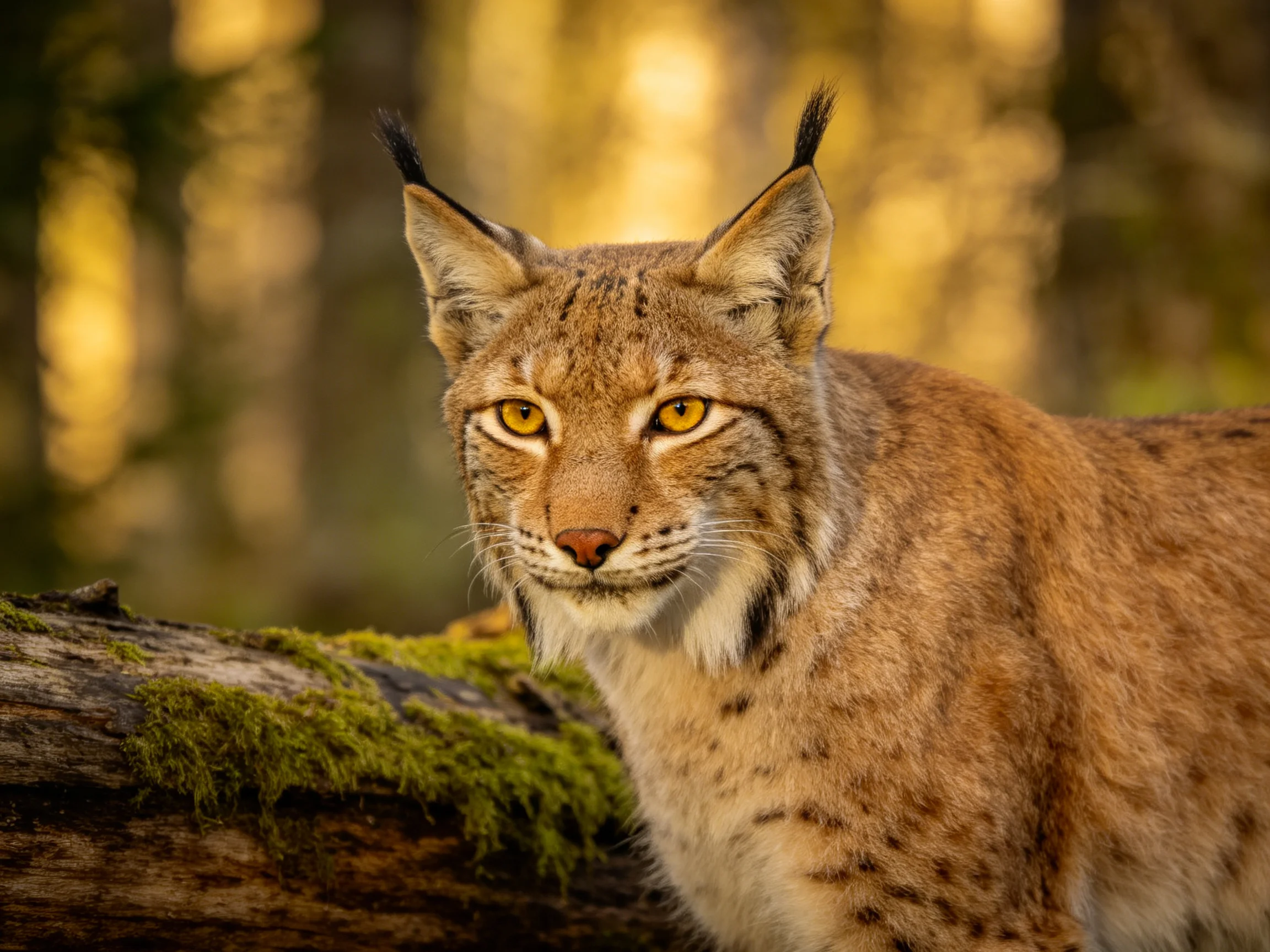 A lynx with golden eyes sits near mossy wood in sunlit forest
