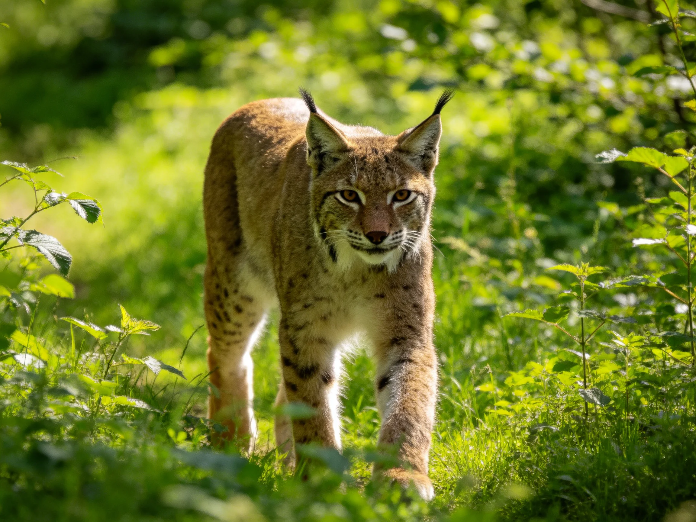A lynx with spotted fur walking through lush greenery