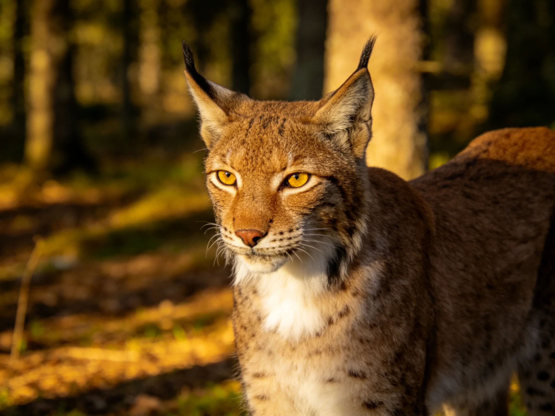 A lynx with tawny fur stands in a sunlit forest clearing
