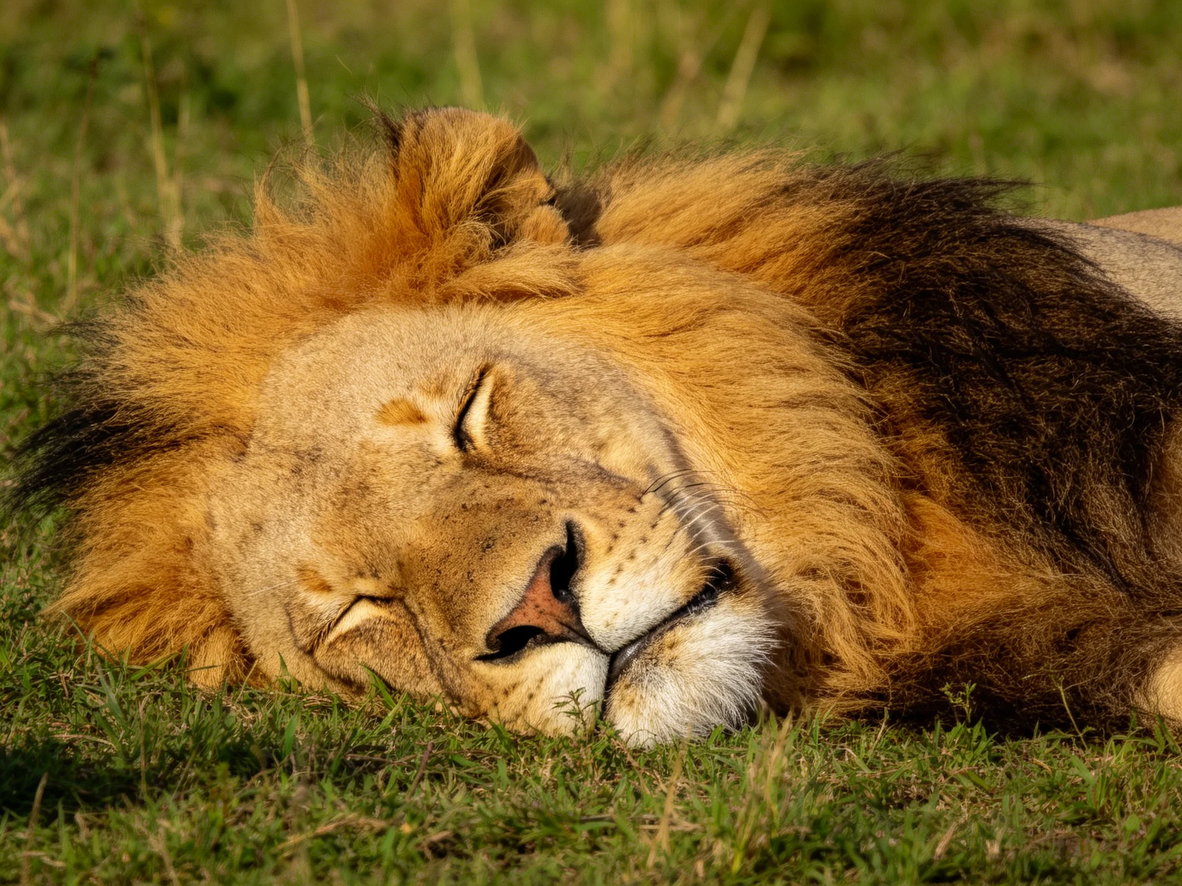 A lion with closed eyes sleeps peacefully on the grass.