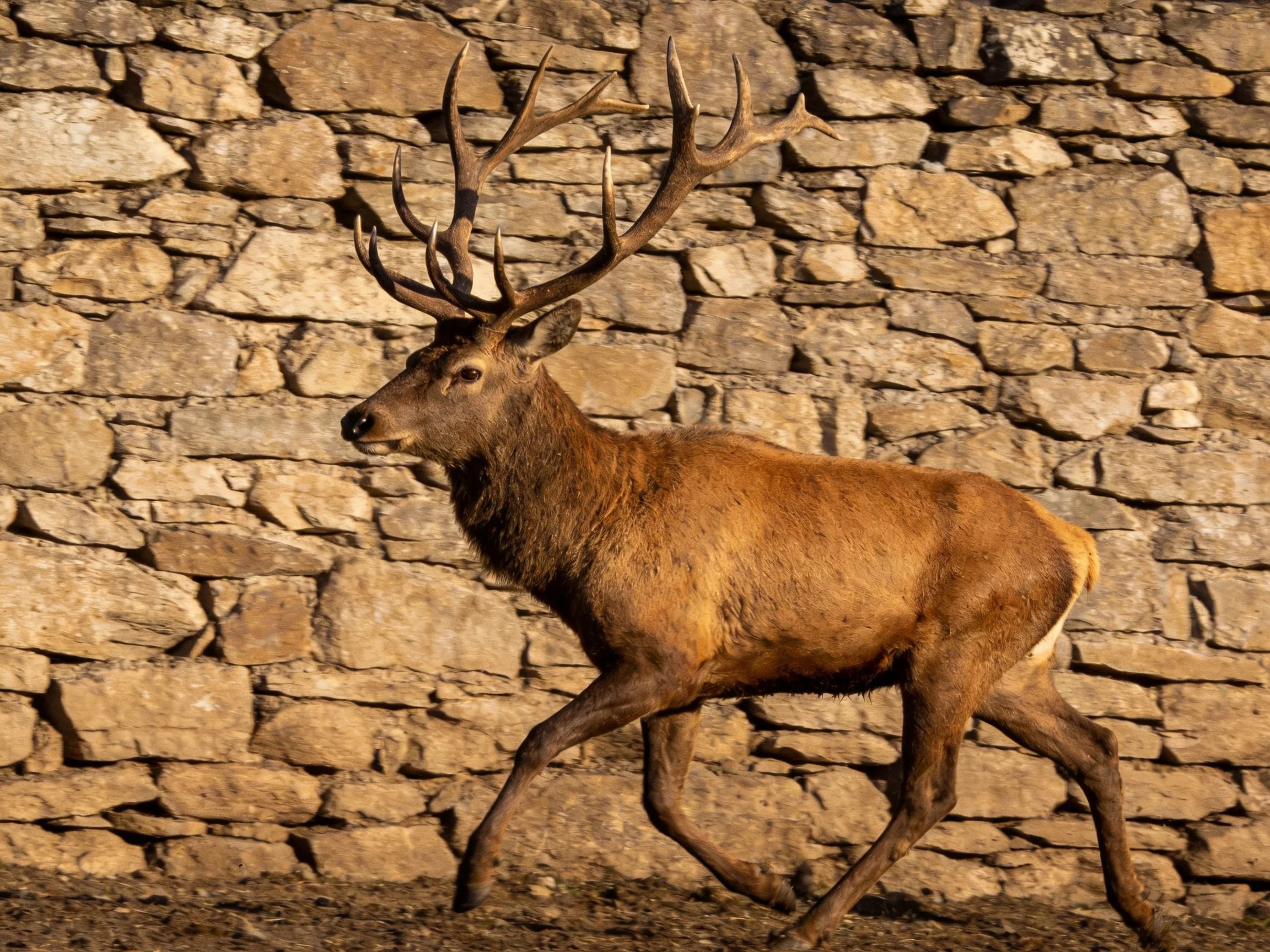 A majestic brown elk with large antlers near a stone wall