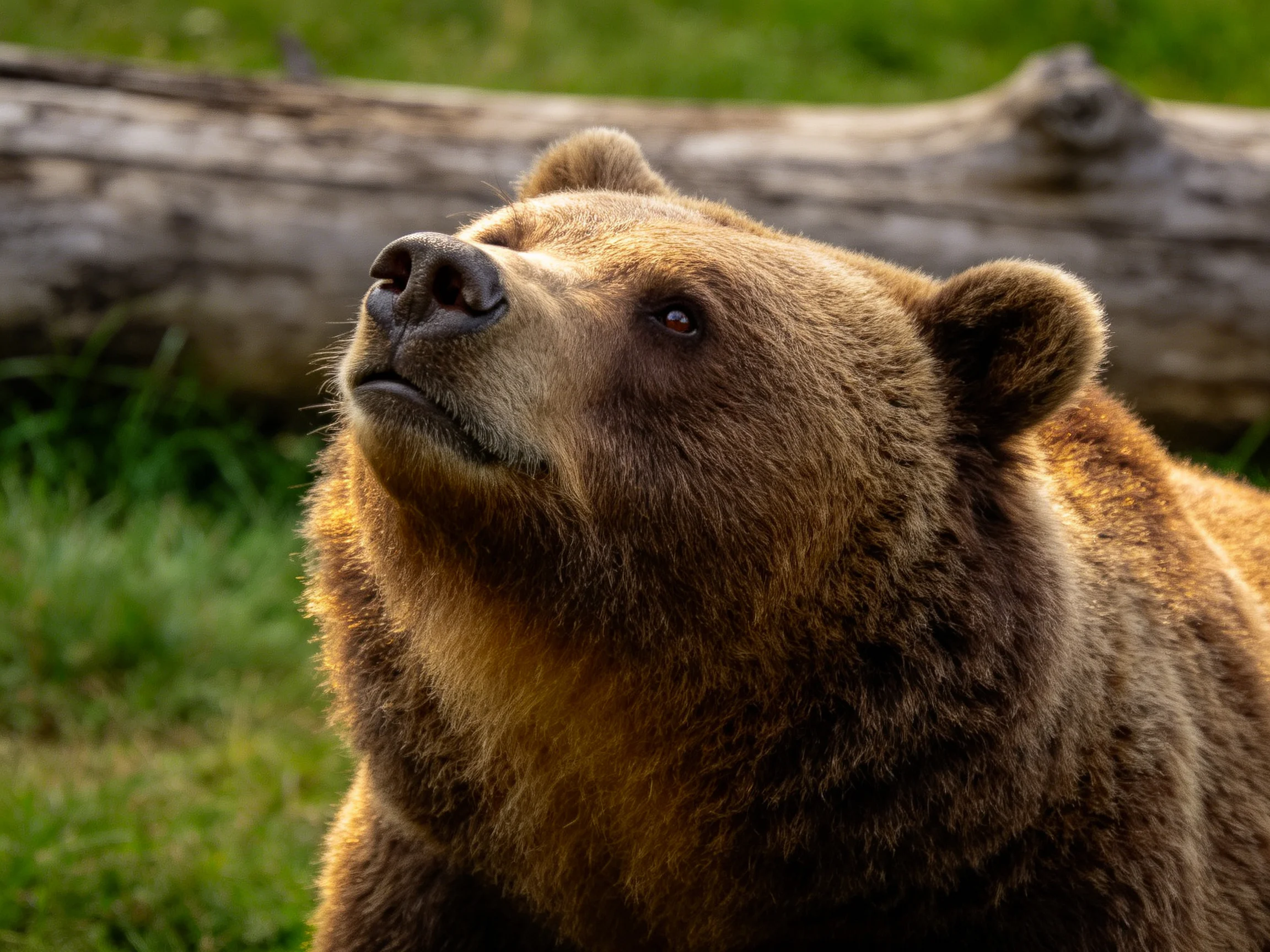 A majestic brown grizzly bear near a weathered fallen log